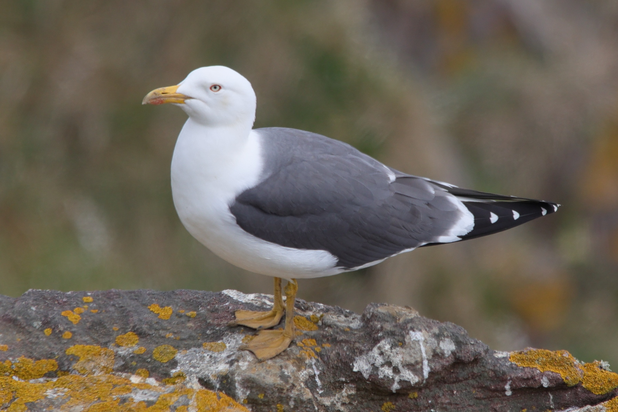 goeland_brun_-_larus_fuscus14md