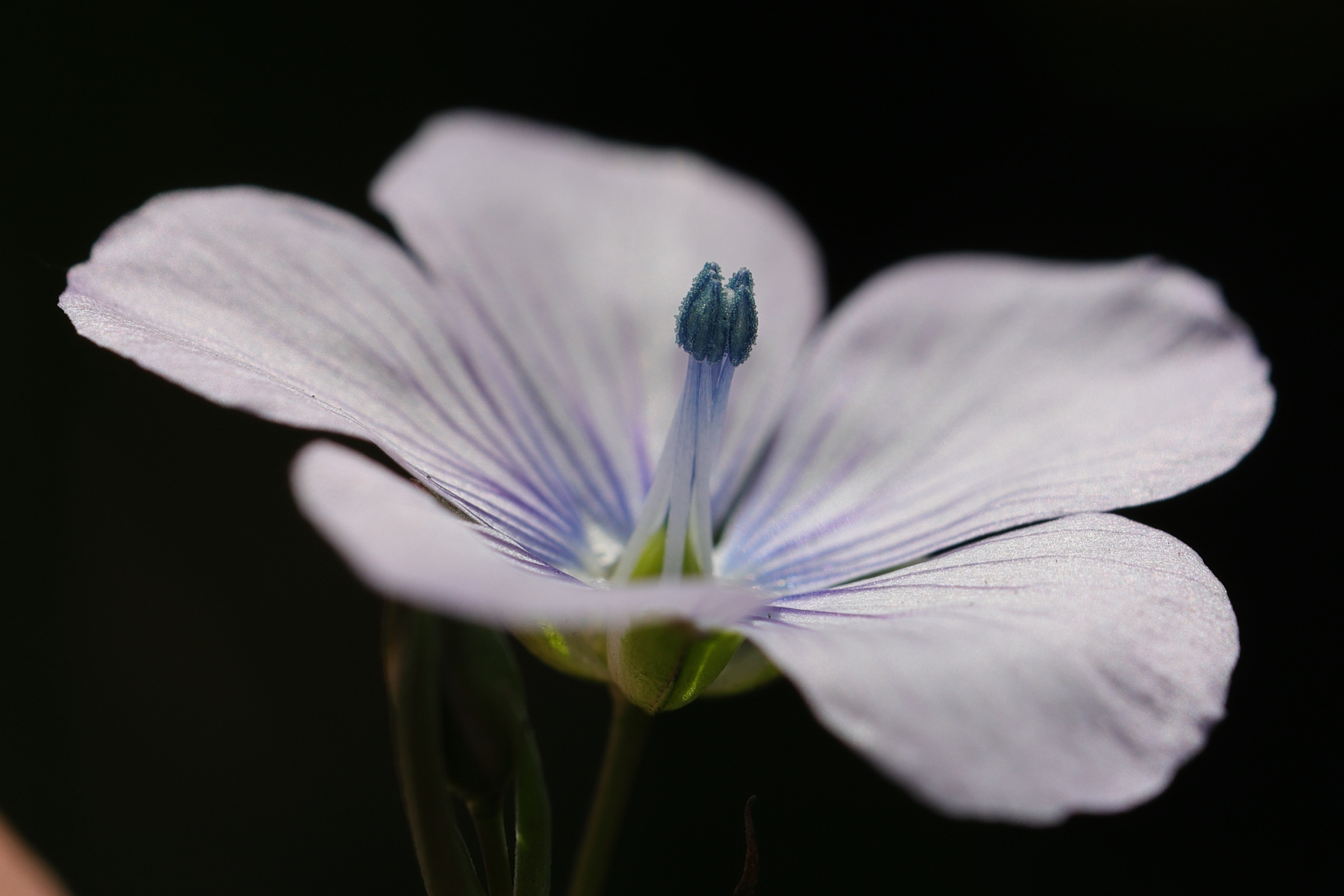 Afficher le média linum_bienne7md linum_bienne7md