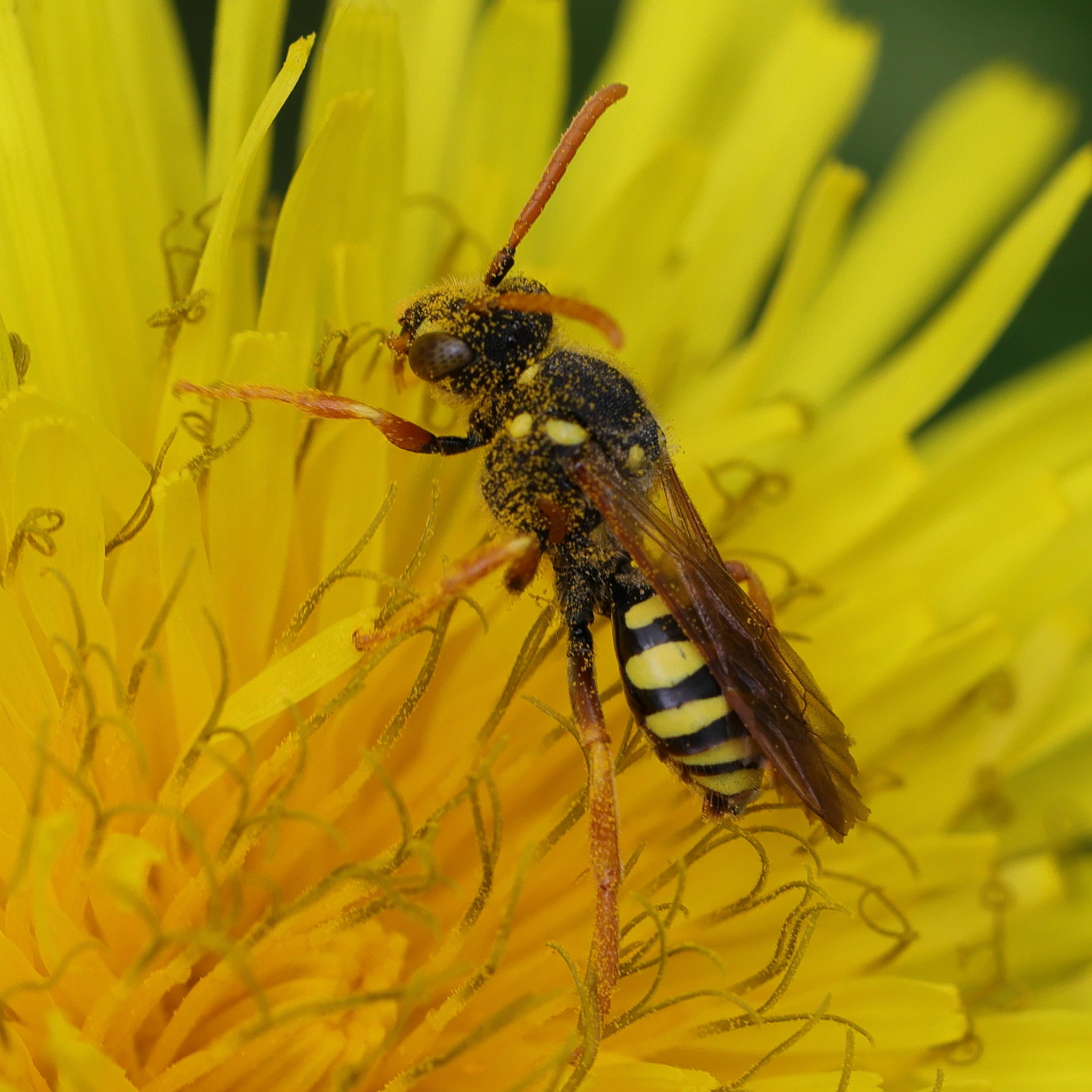nomada_goodeniana1md