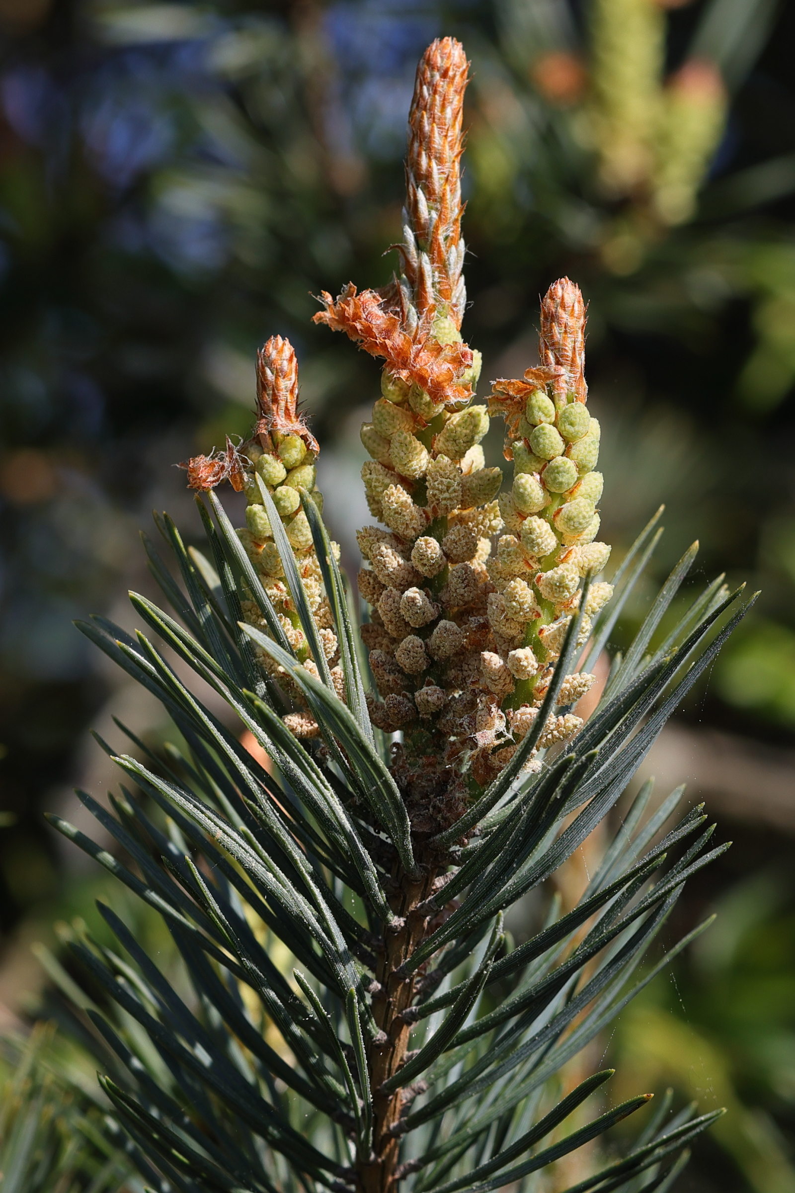 pinus_sylvestris5md