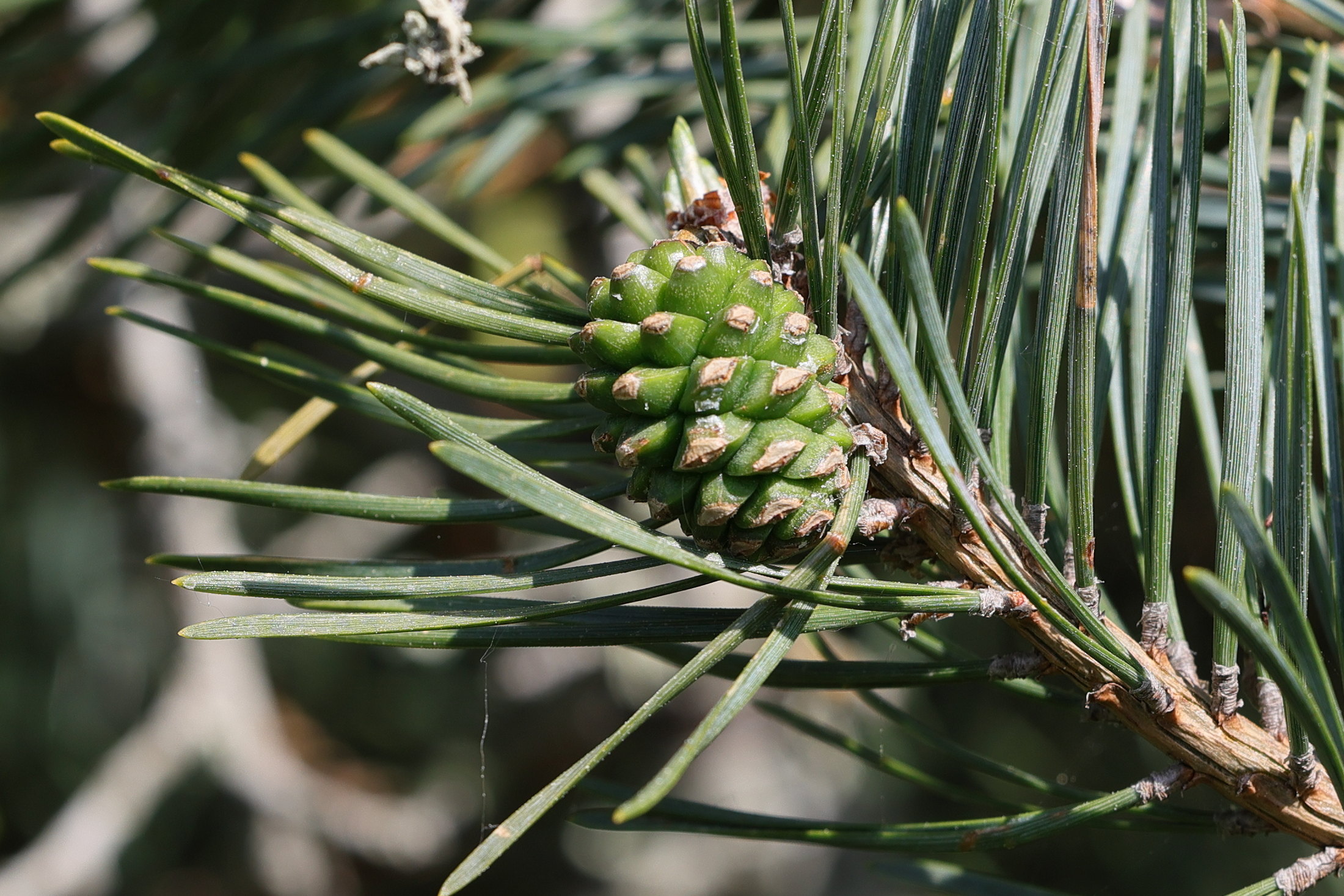 pinus_sylvestris6md