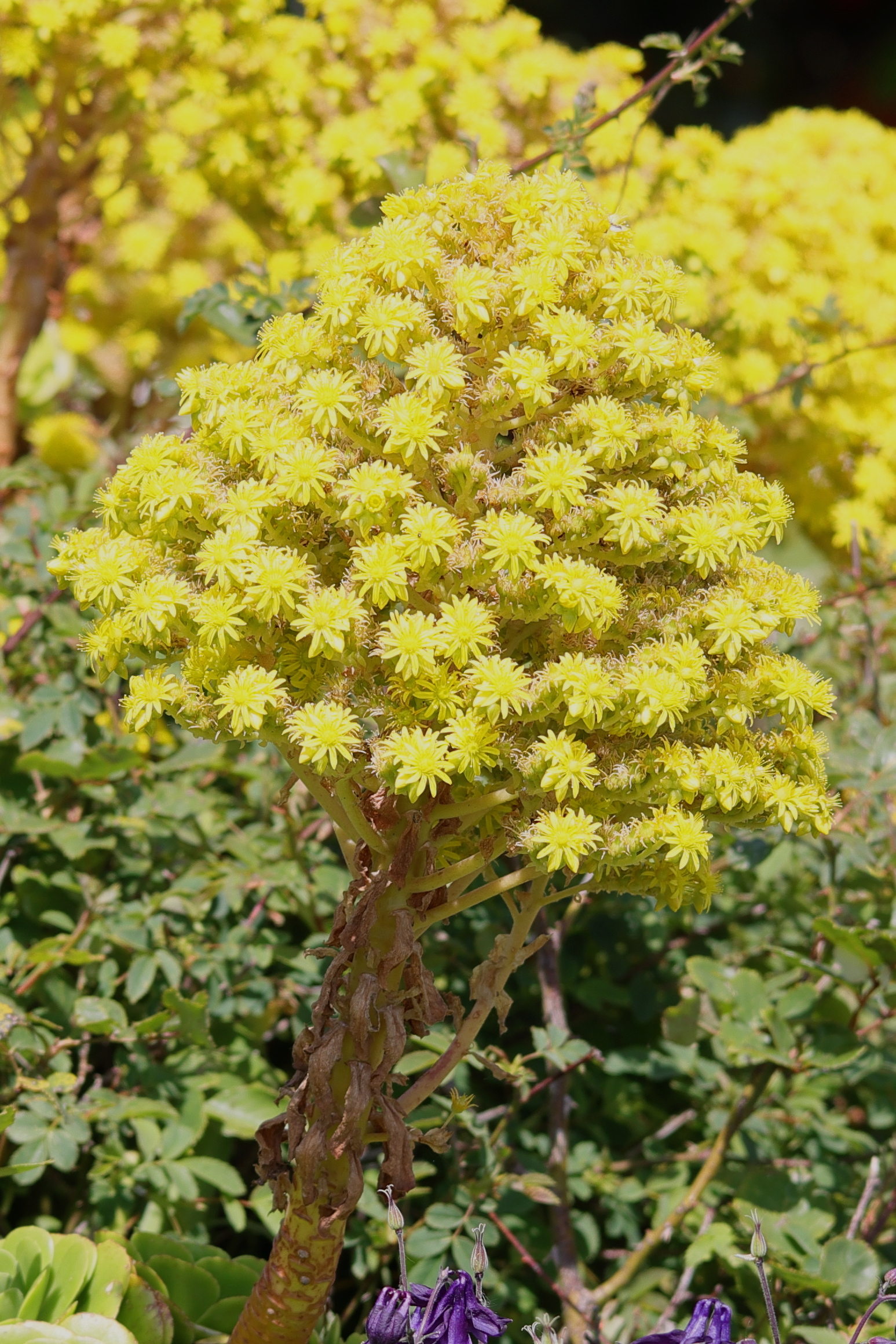 aeonium_arboreum8md