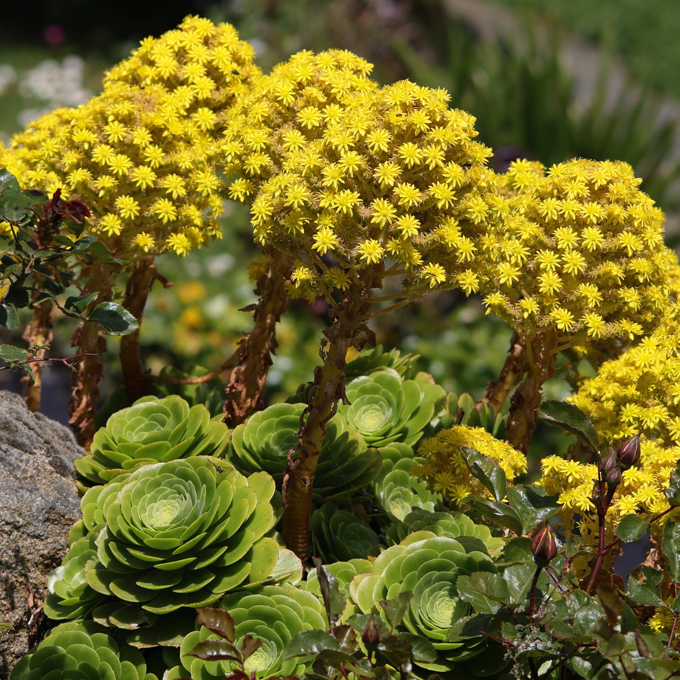 aeonium_arboreum9md