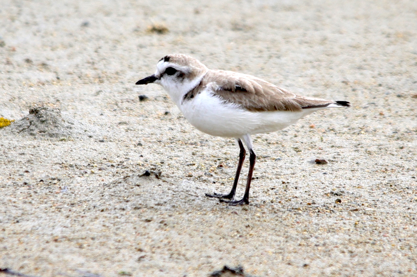 gravelot_a_collier_interrompu_-_charadrius_alexandrinus7md