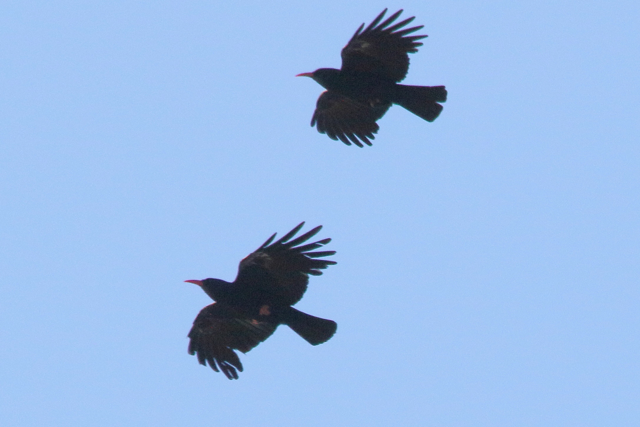 crave_a_bec_rouge_-_pyrrhocorax_pyrrhocorax5md