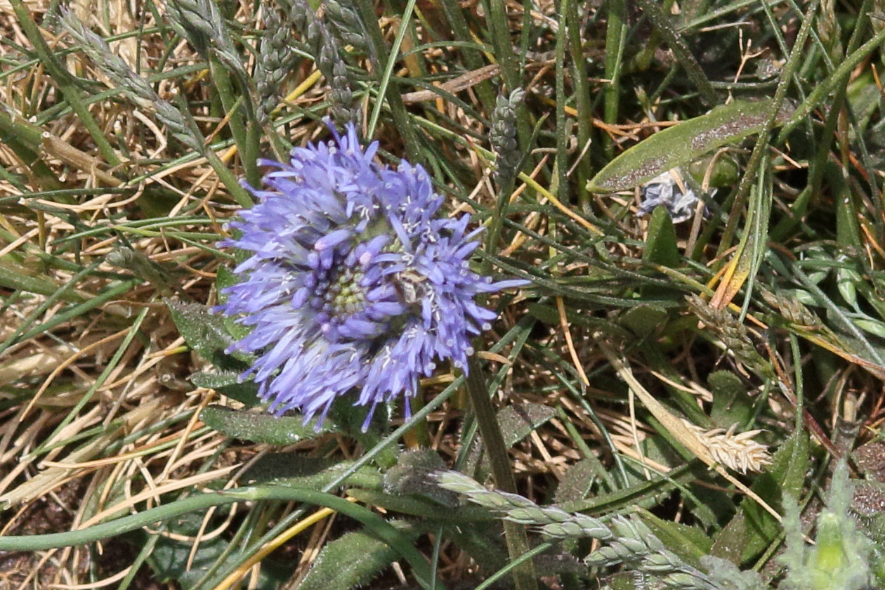 Afficher le média jasione_maritima4md jasione_maritima4md