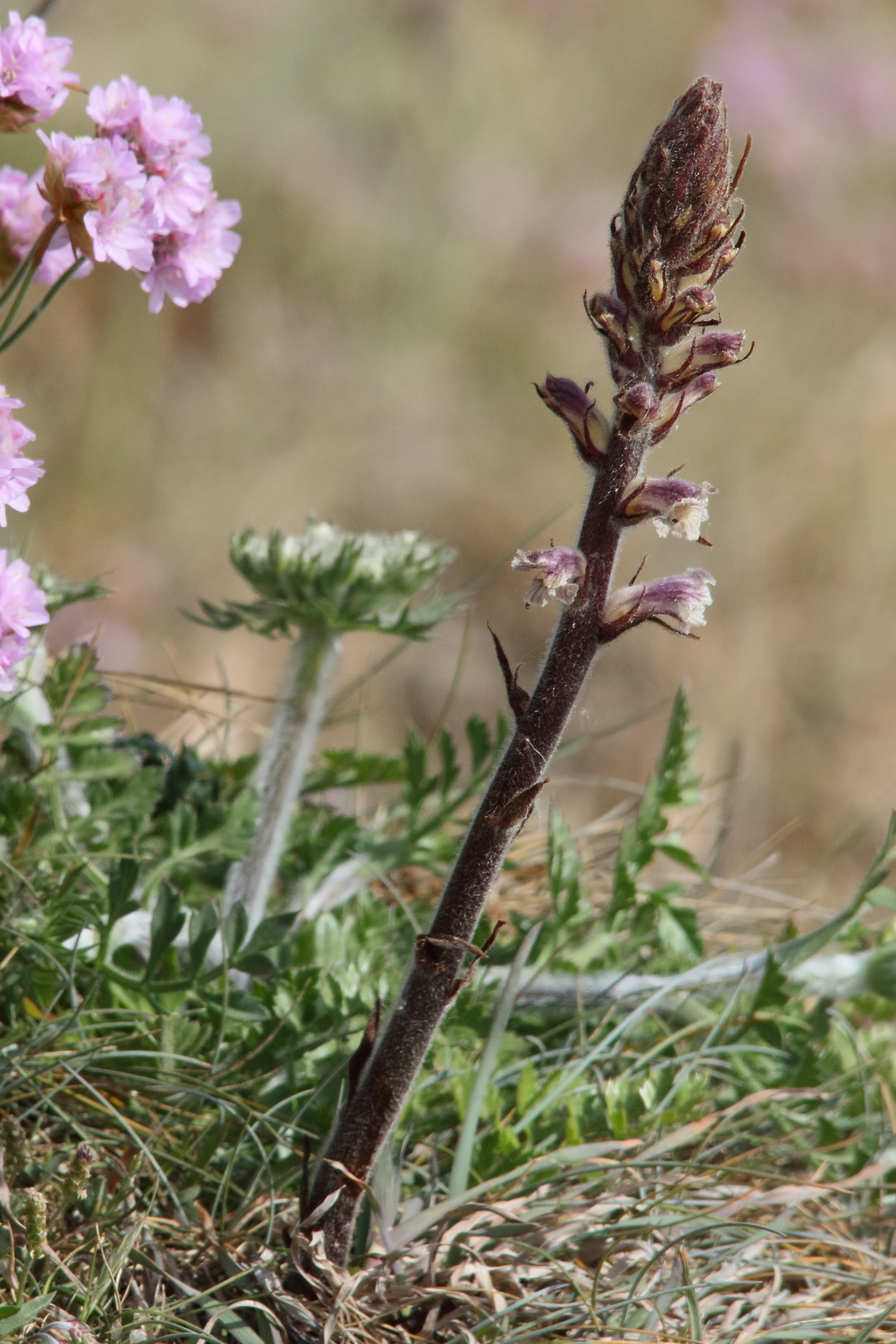Afficher le média orobanche_minor5md orobanche_minor5md