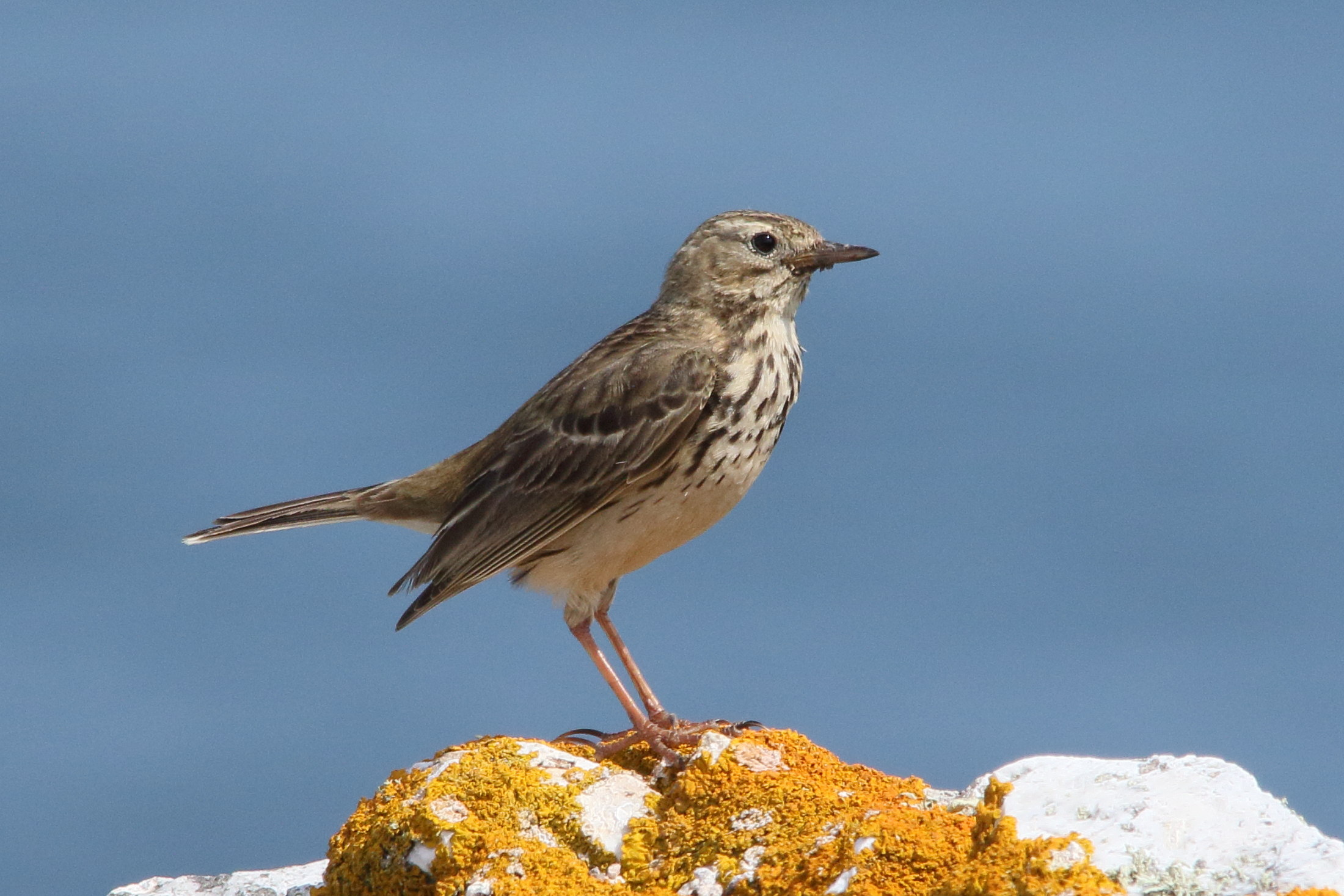 pipit_farlouse_-_anthus_pratensis8md
