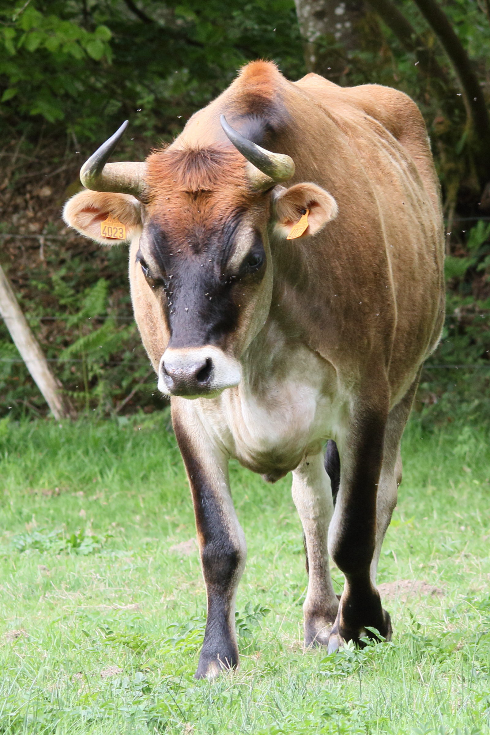 bos_taurus_nantaise2md