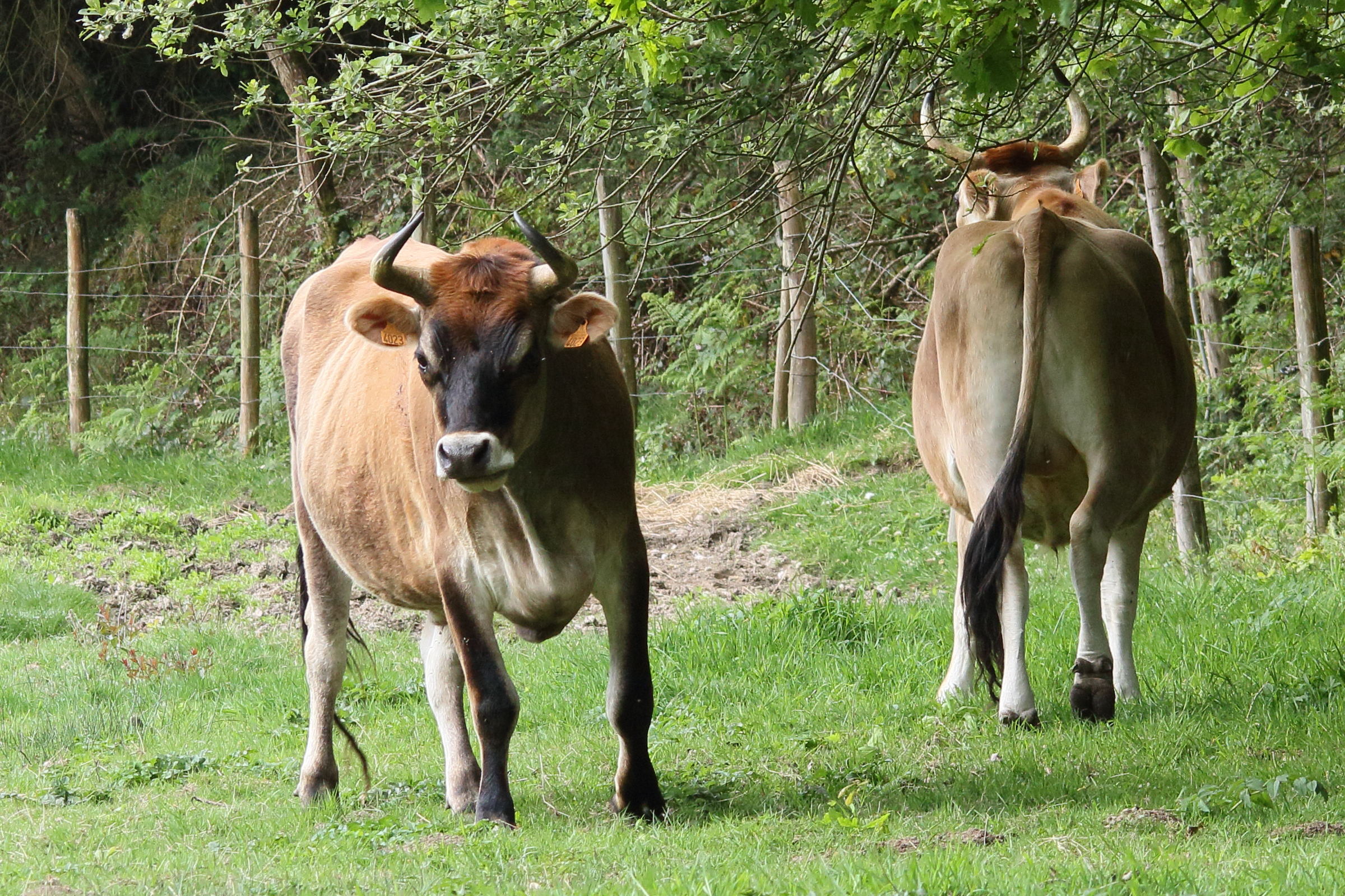 bos_taurus_nantaise3md