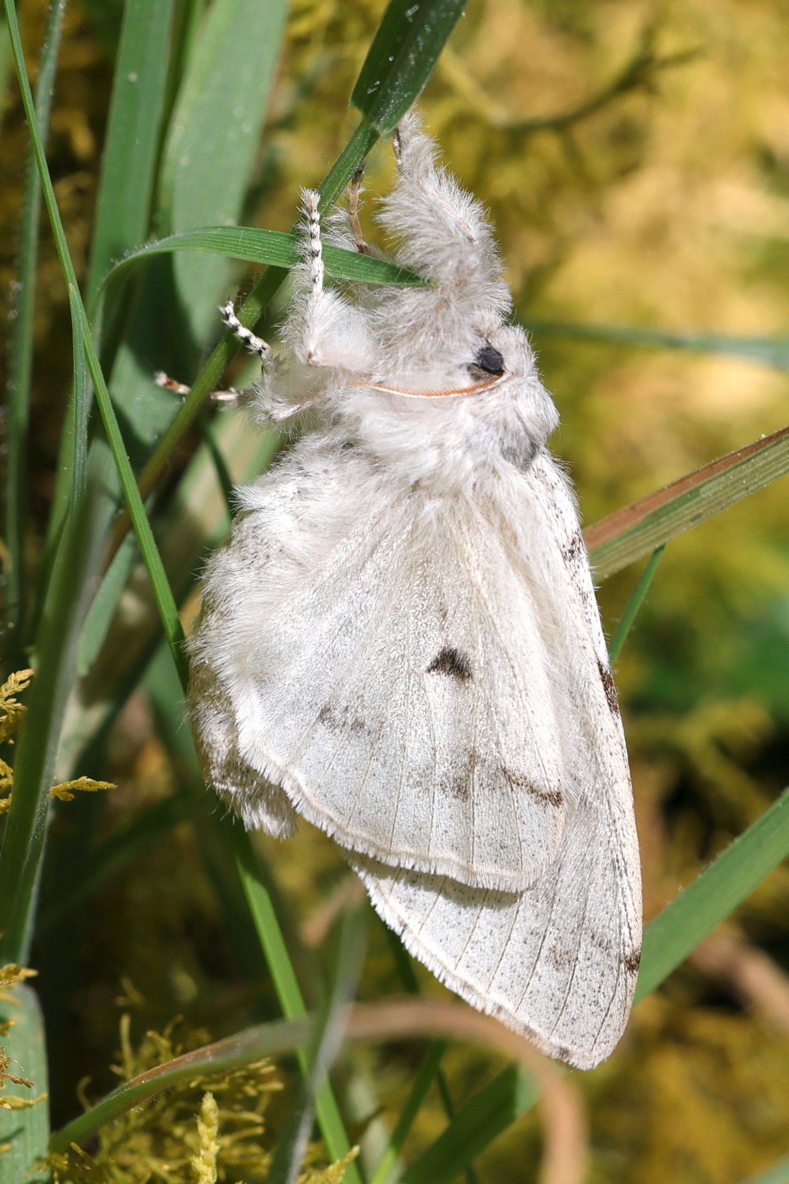 calliteara_pudibunda1md