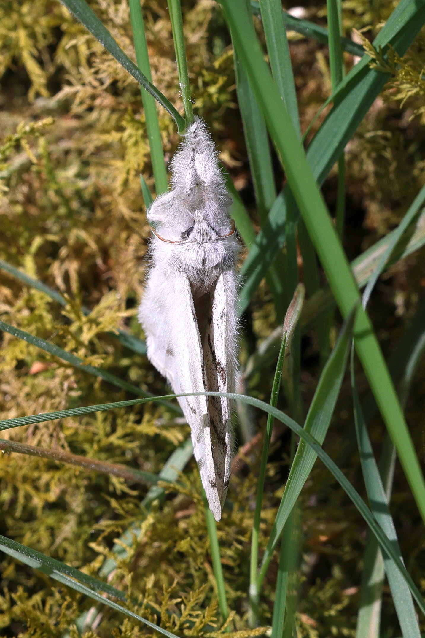 calliteara_pudibunda2md