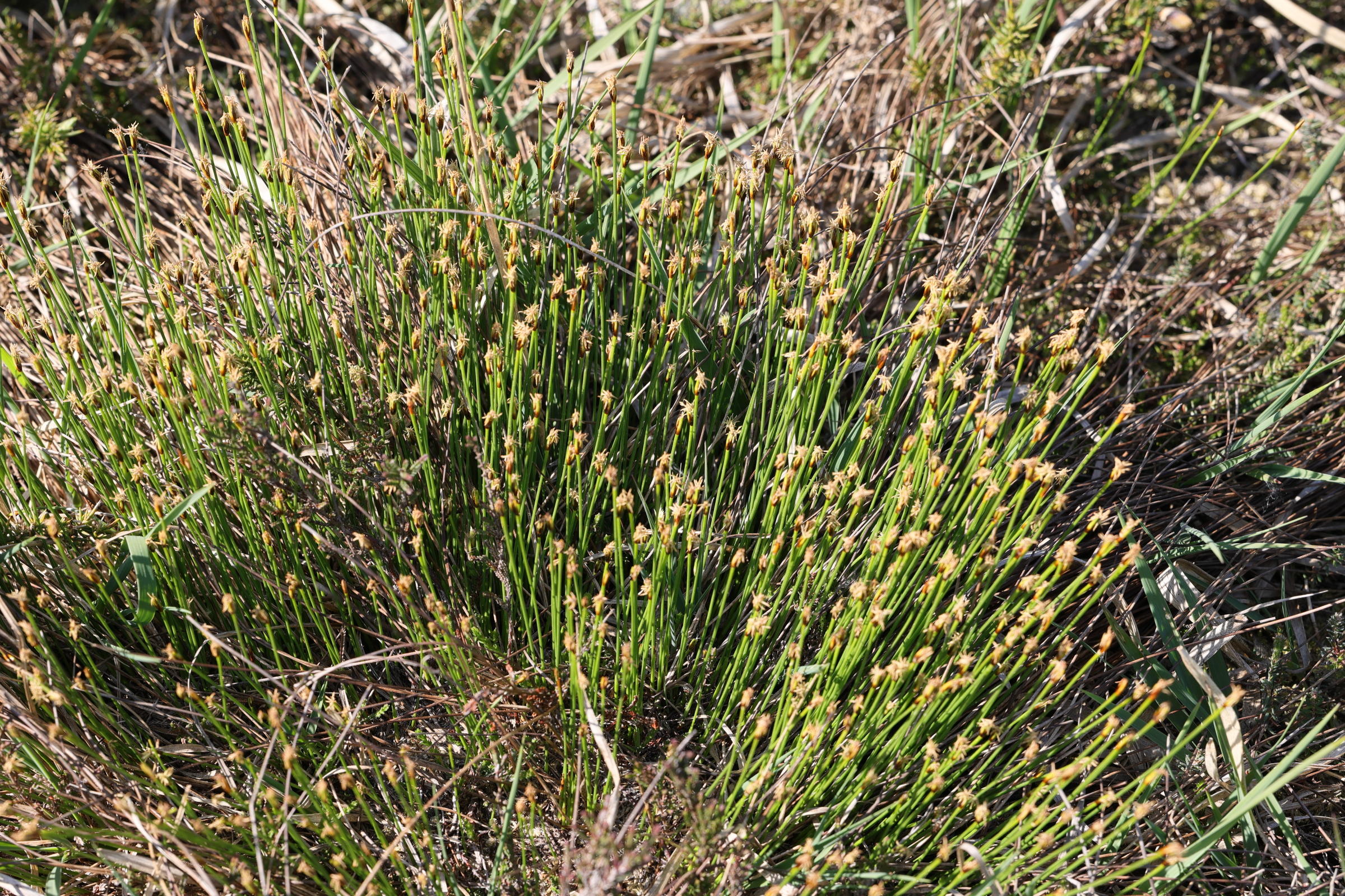 trichophorum_cespitosum_germanicum5mdjpg