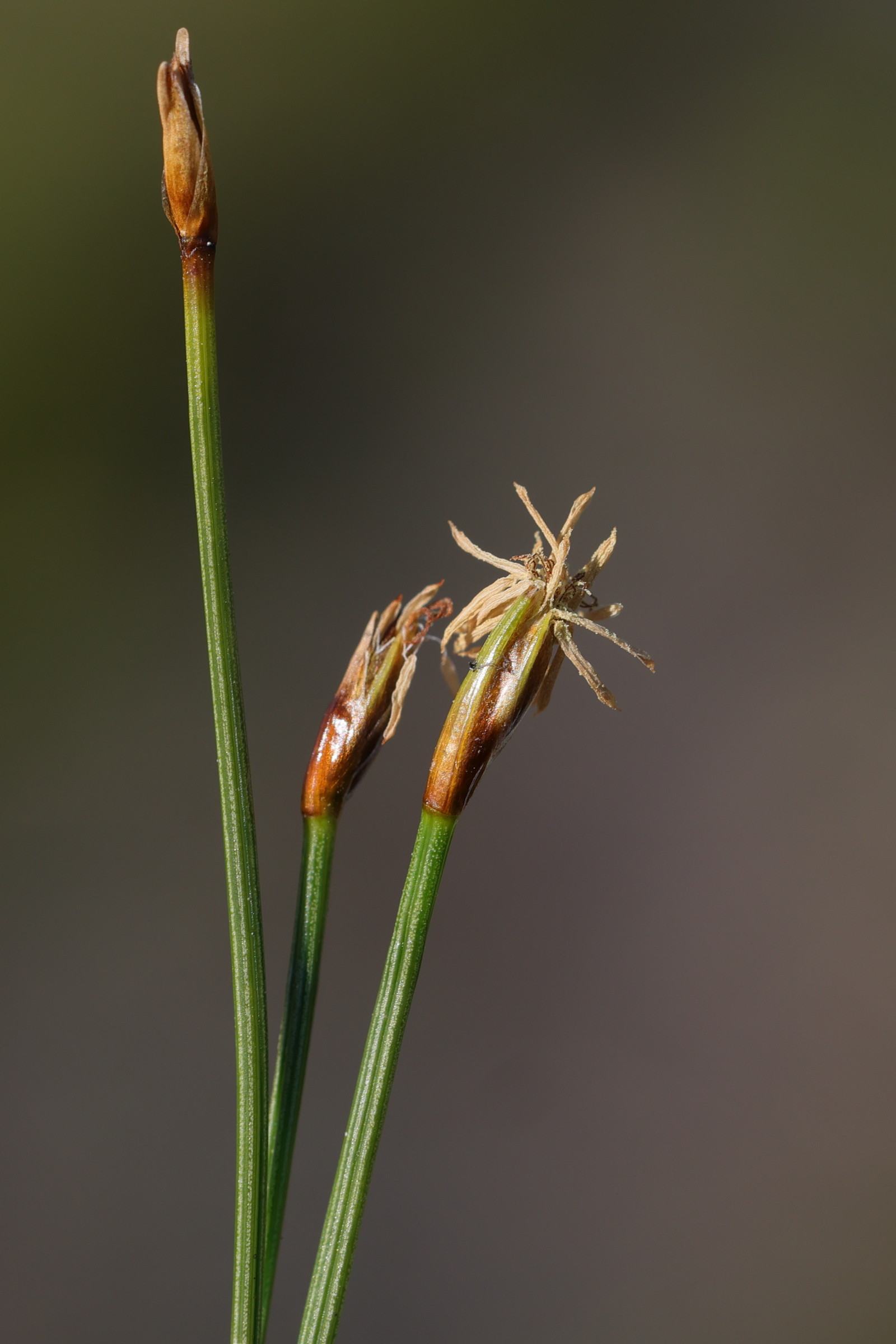trichophorum_cespitosum_germanicum6md