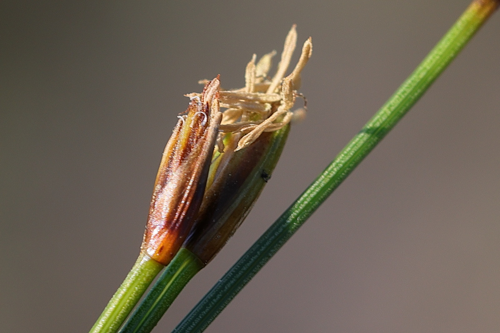 trichophorum_cespitosum_germanicum7md