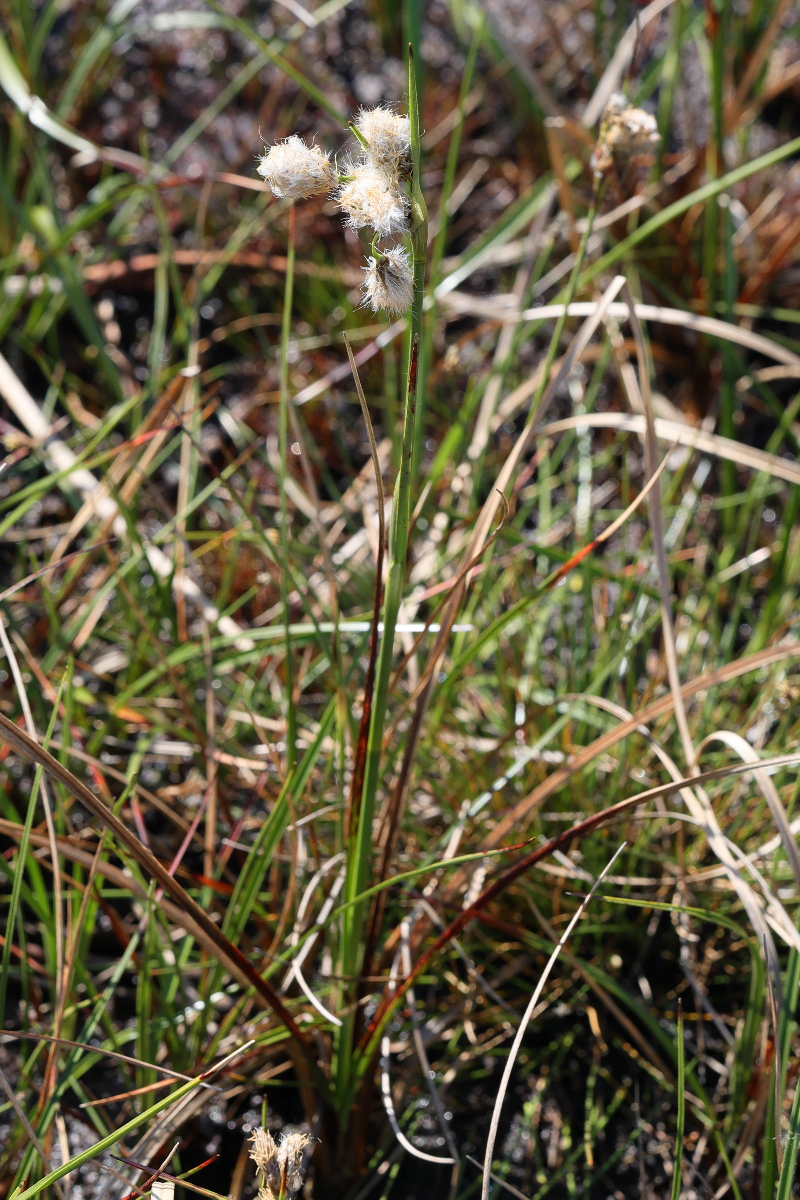 eriophorum_angustifolium7md