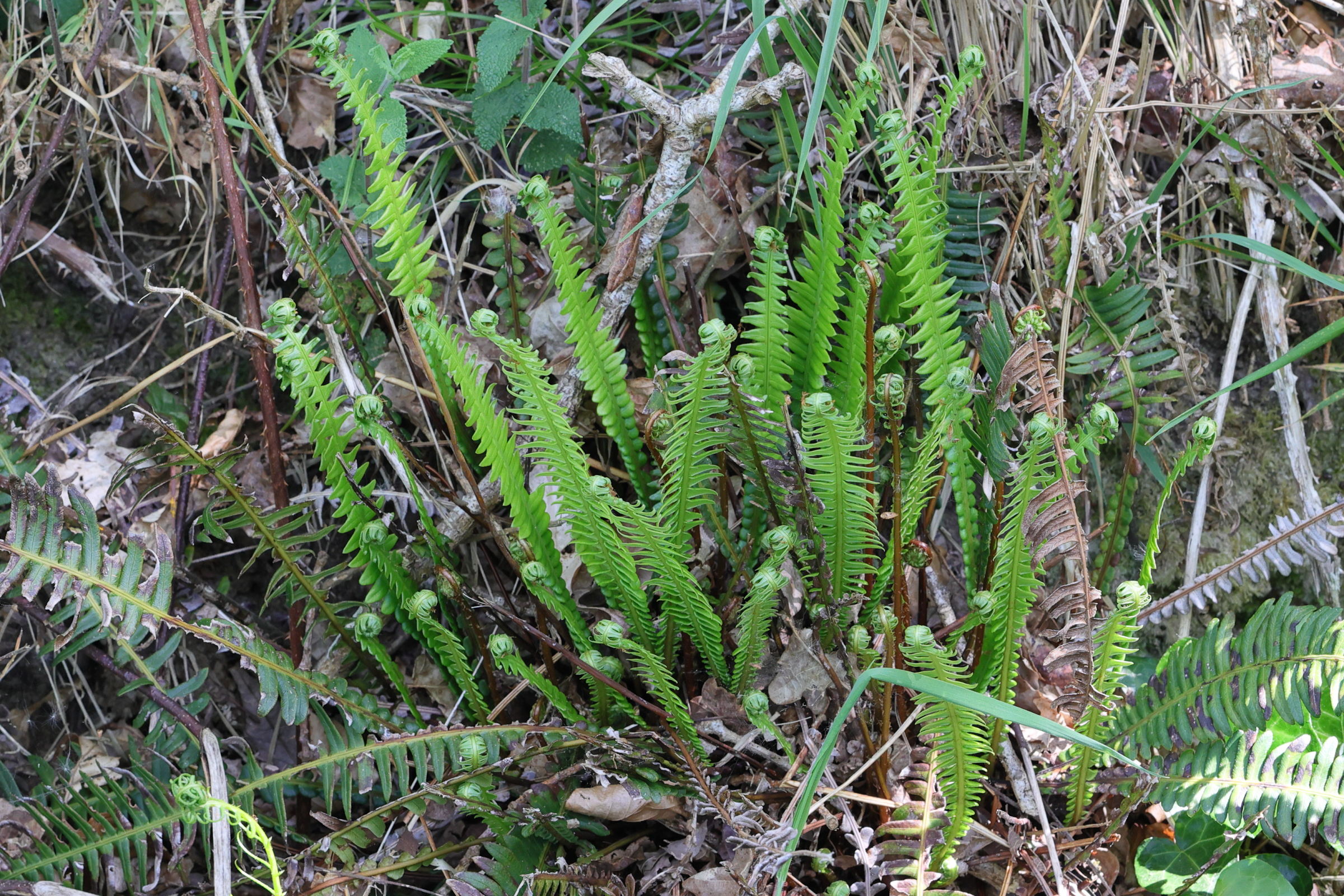 blechnum_spicant8md