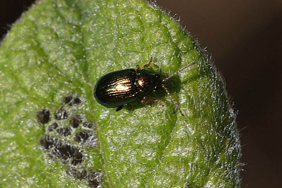 crepidodera_fulvicornis1md