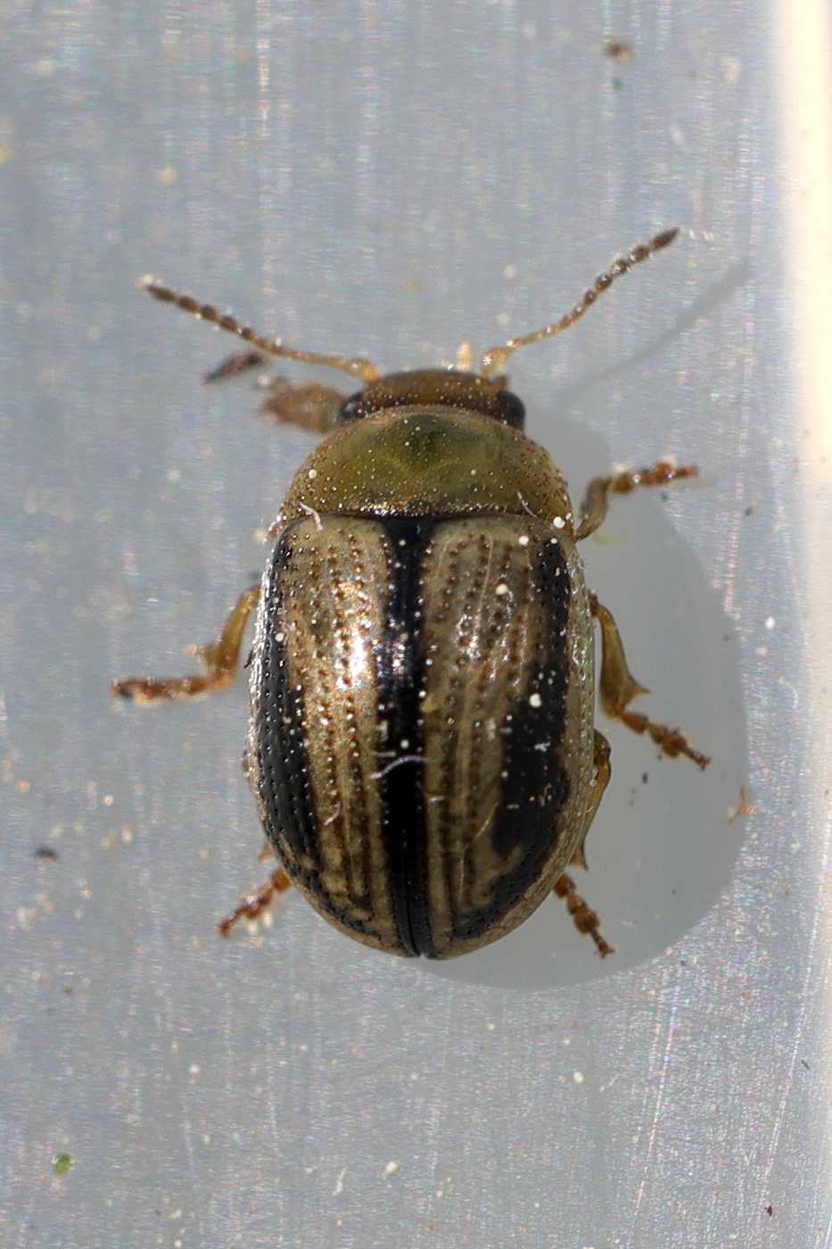 Afficher le média gonioctena_olivacea2md gonioctena_olivacea2md