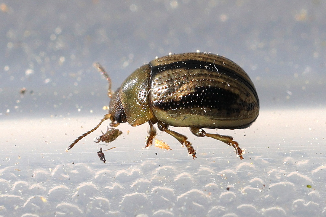 Afficher le média gonioctena_olivacea3md gonioctena_olivacea3md