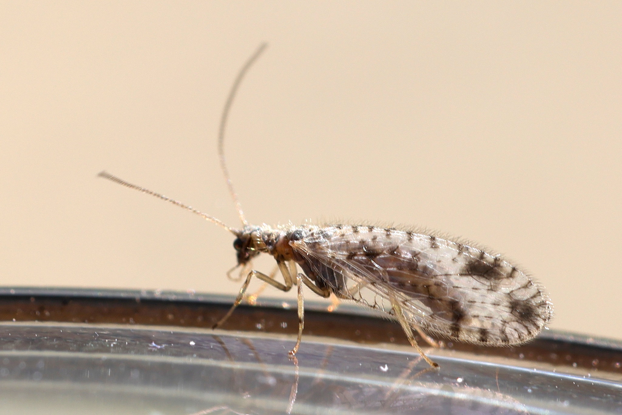 micromus_variegatus1md