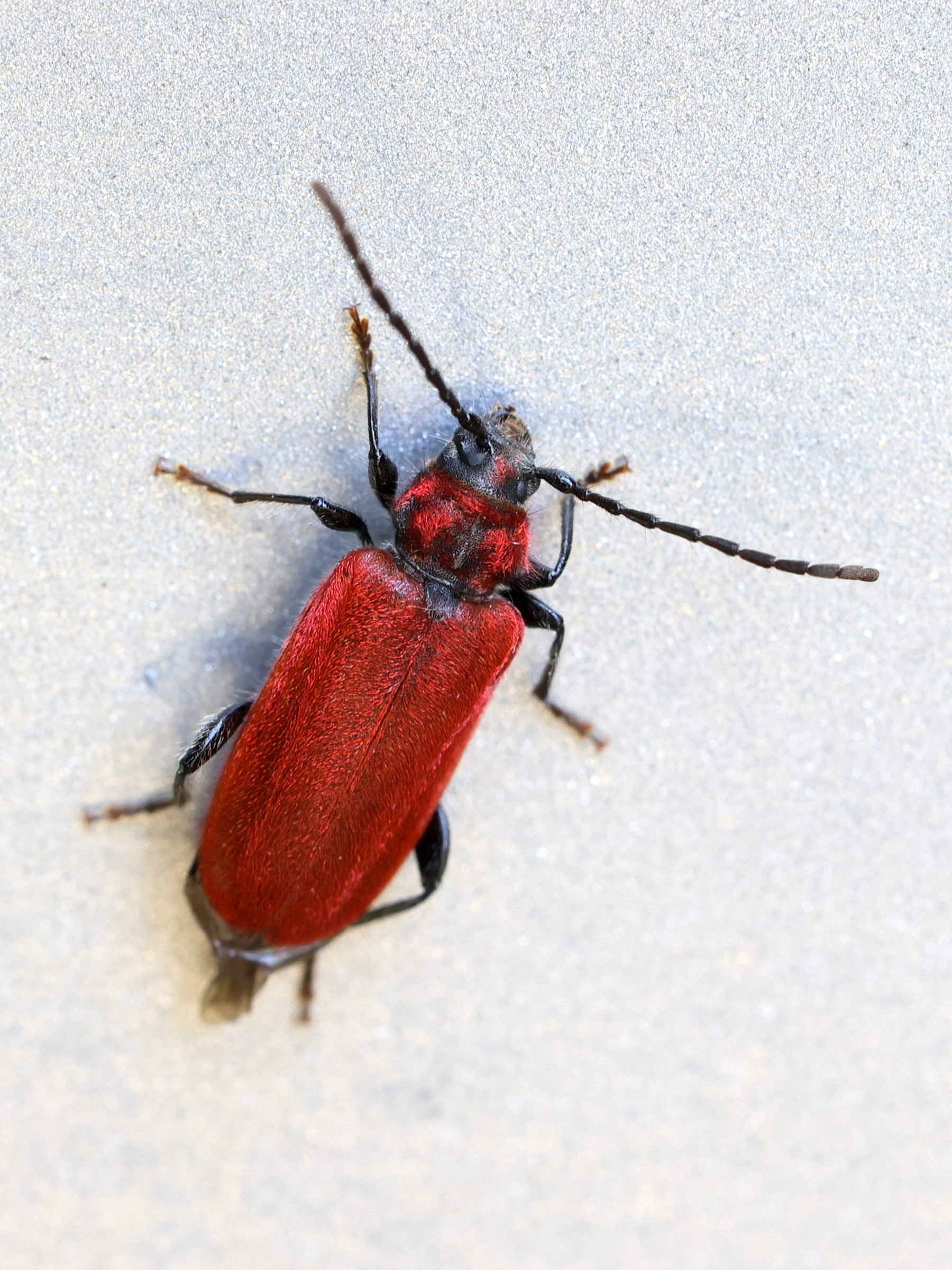 pyrrhidium_sanguineum1md