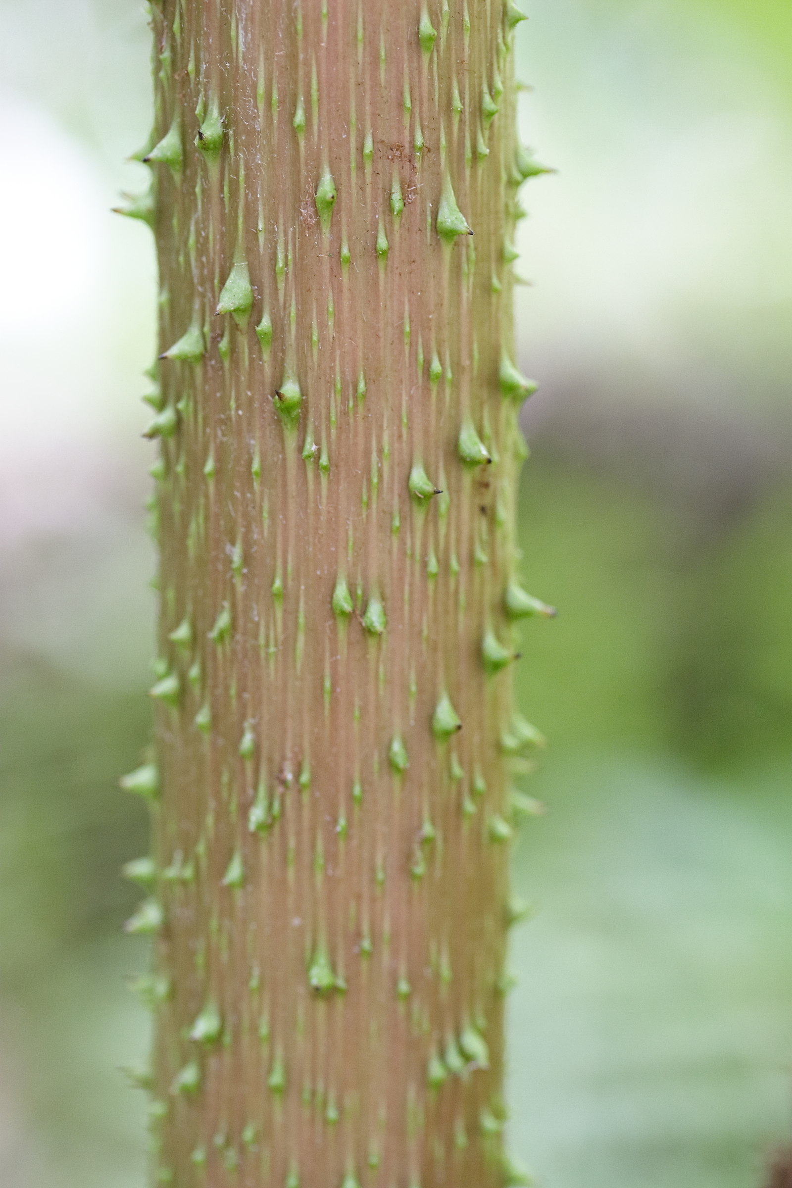 gunnera_chilensis4md