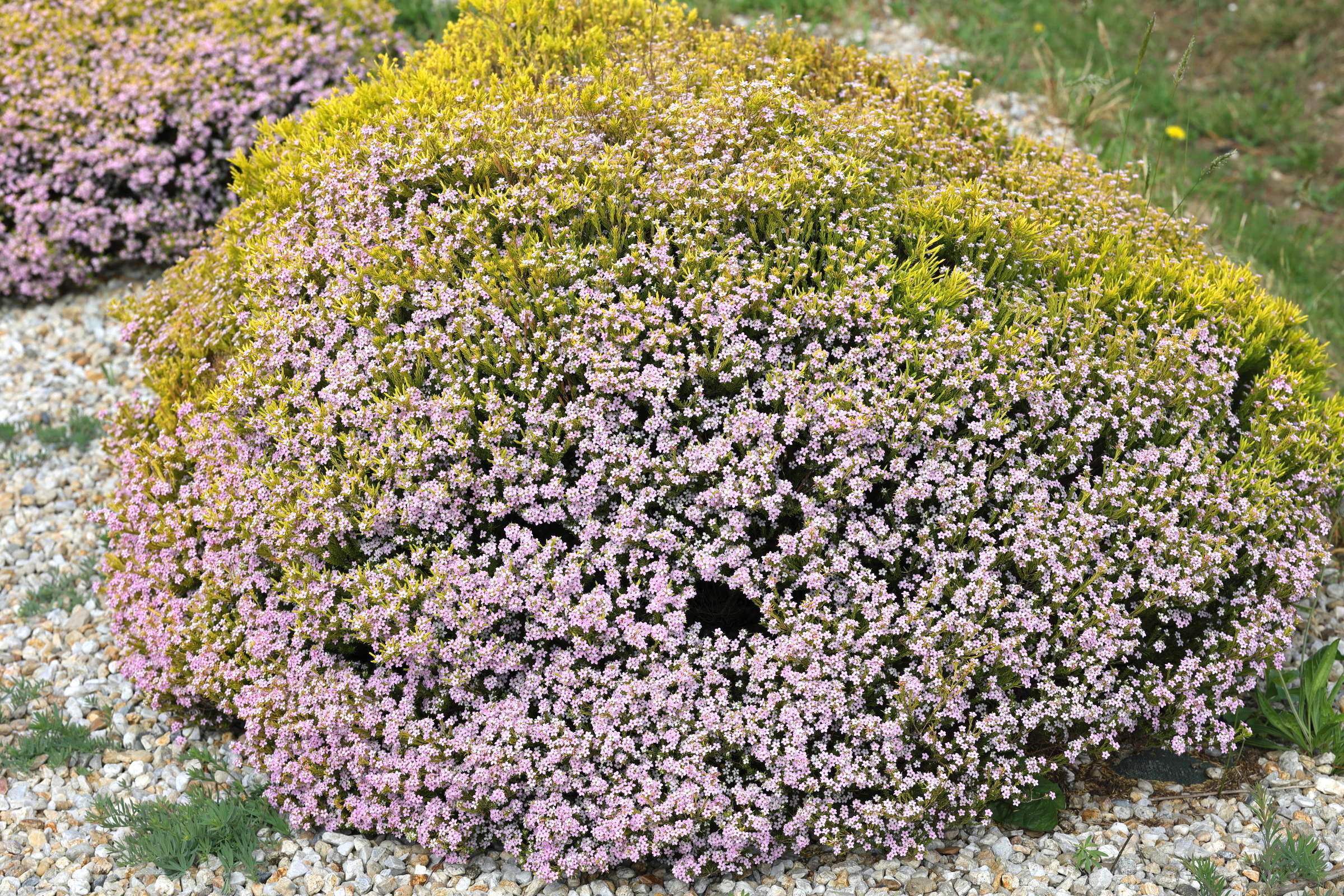 Afficher le média coleonema_pulchrum4md coleonema_pulchrum4md