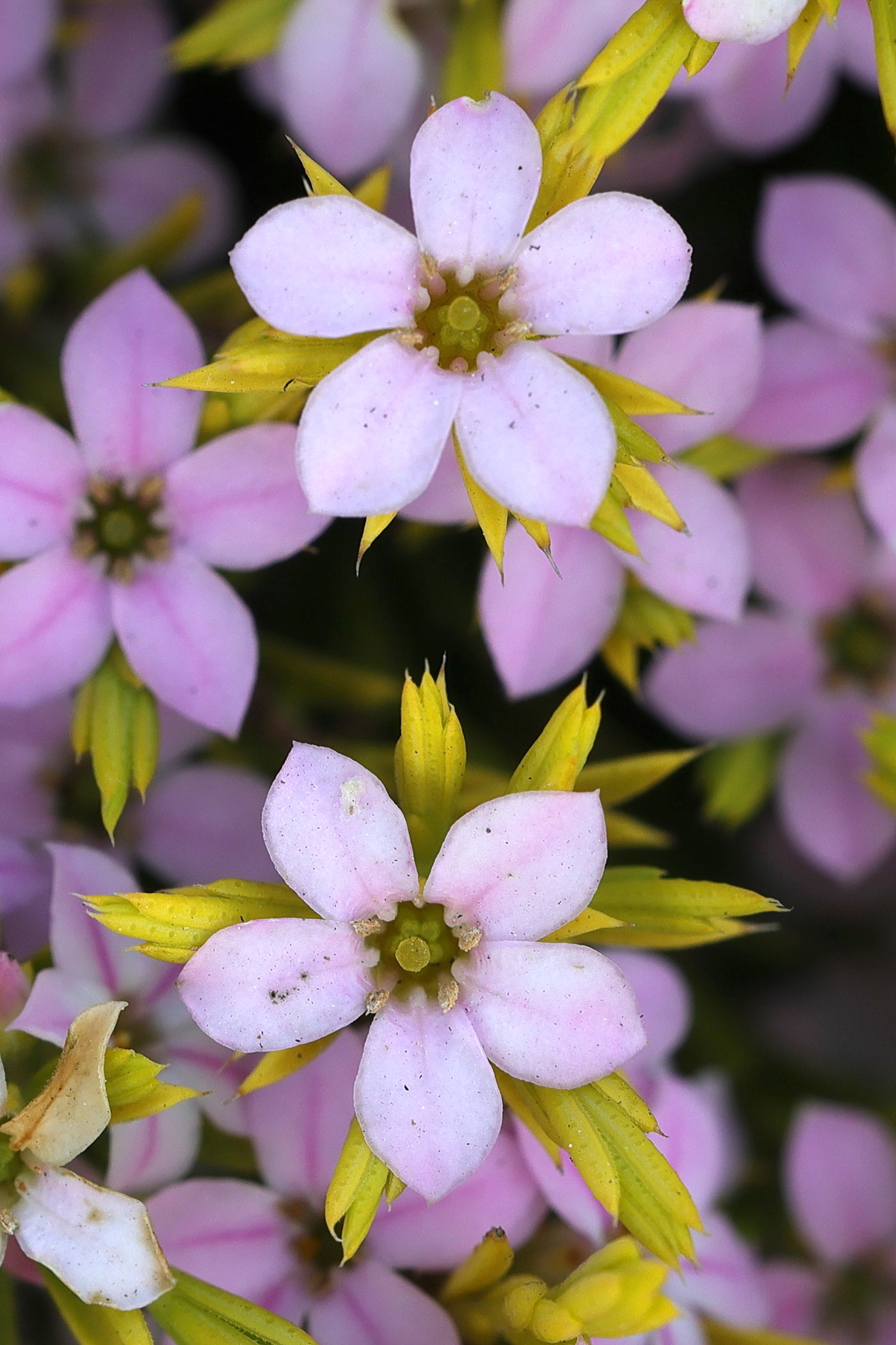 Afficher le média coleonema_pulchrum5md coleonema_pulchrum5md