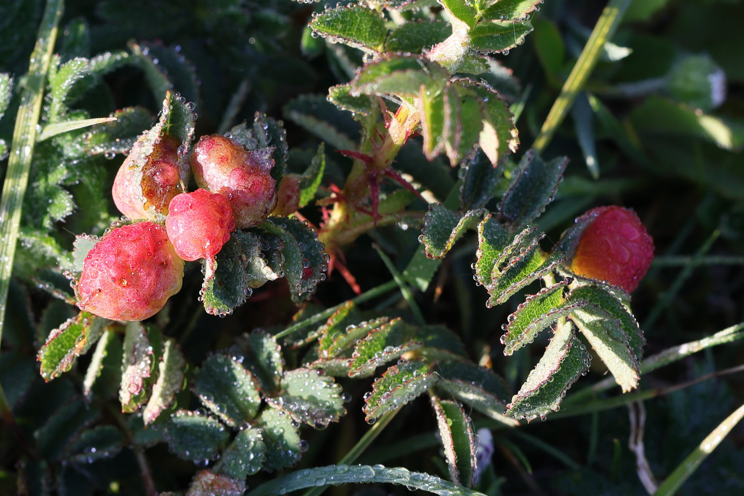 diplolepis_eglanteriae_galle5md