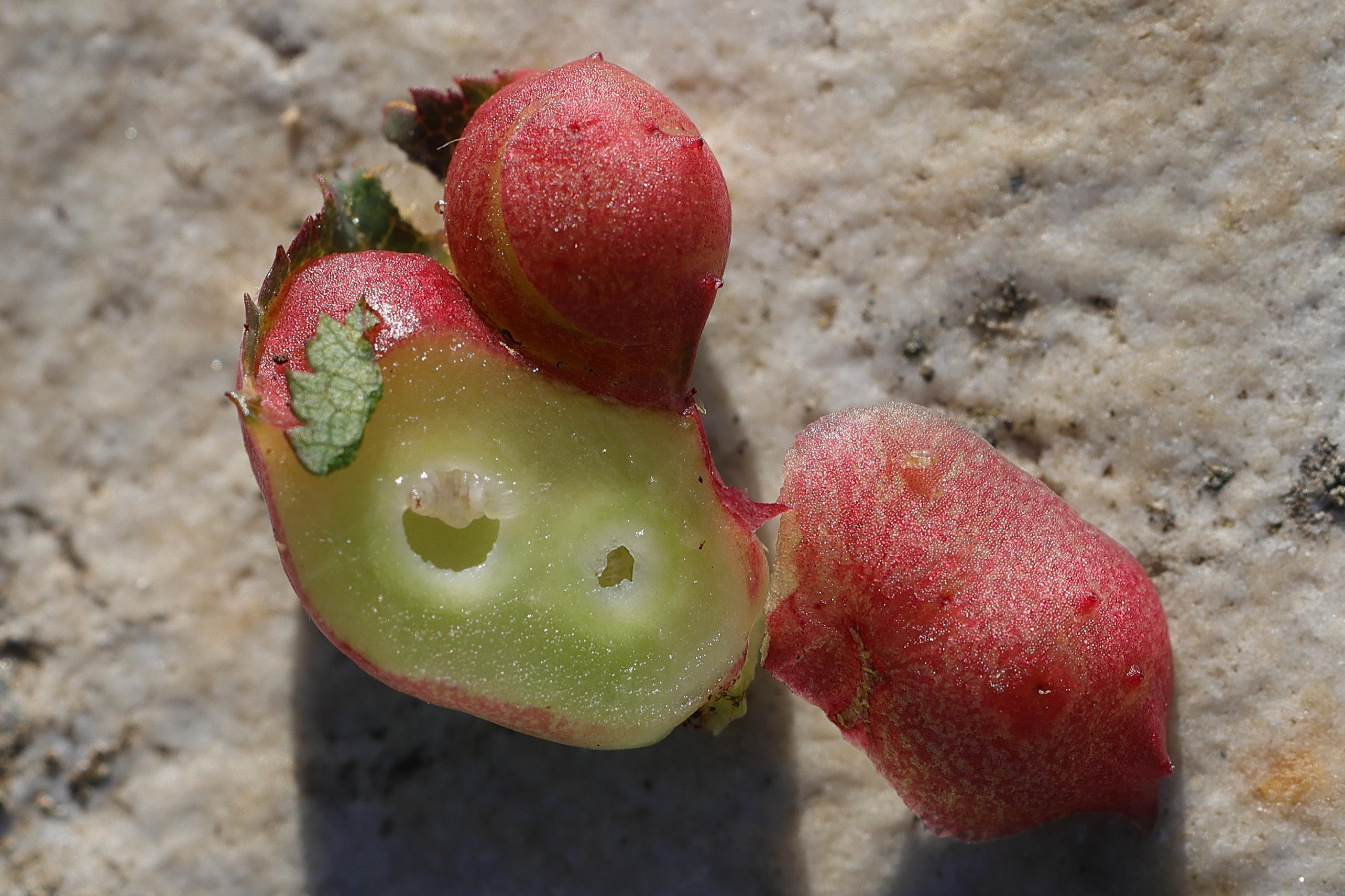 diplolepis_eglanteriae_galle6md