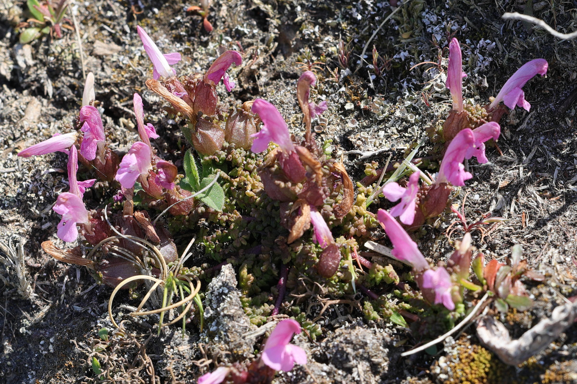 pedicularis_sylvatica5md