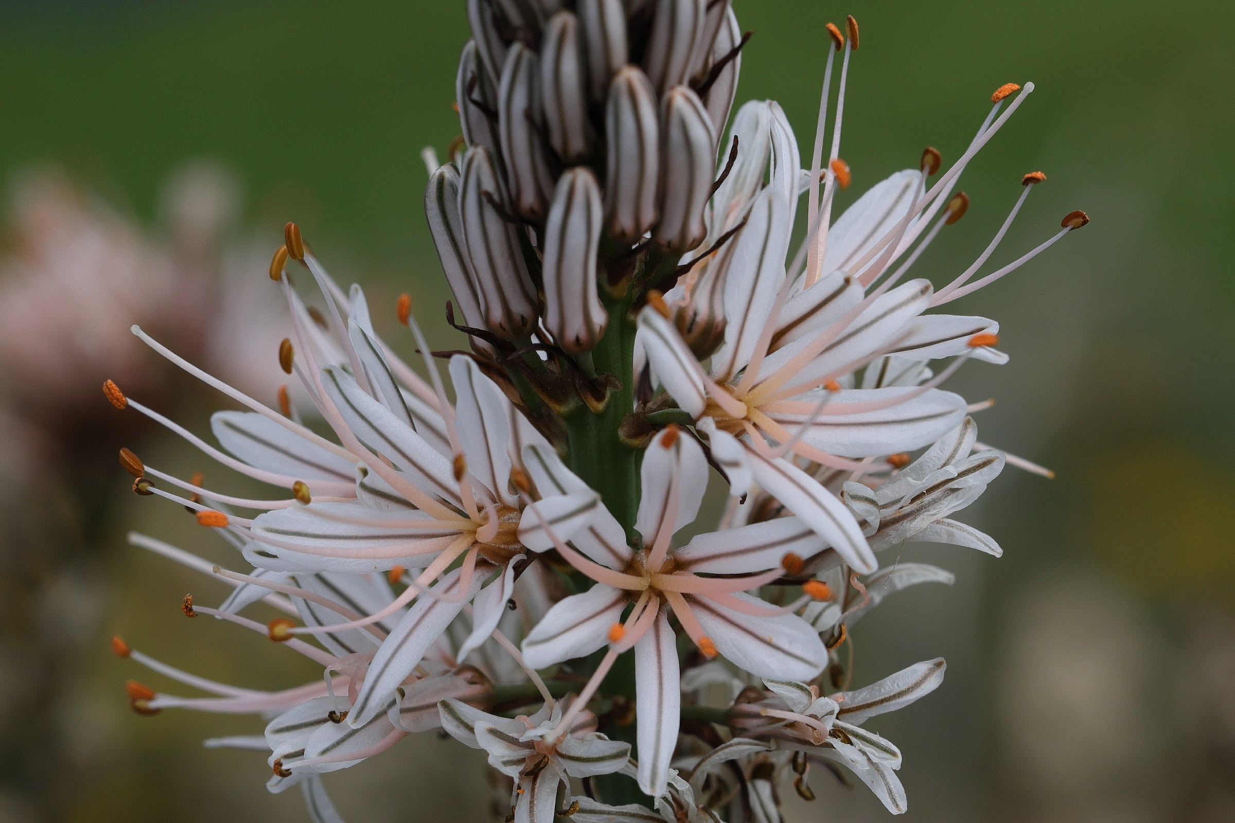 asphodelus_arrondeaui3md