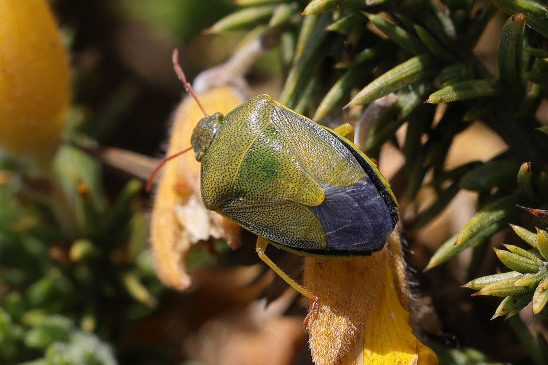 piezodorus_lituratus1md
