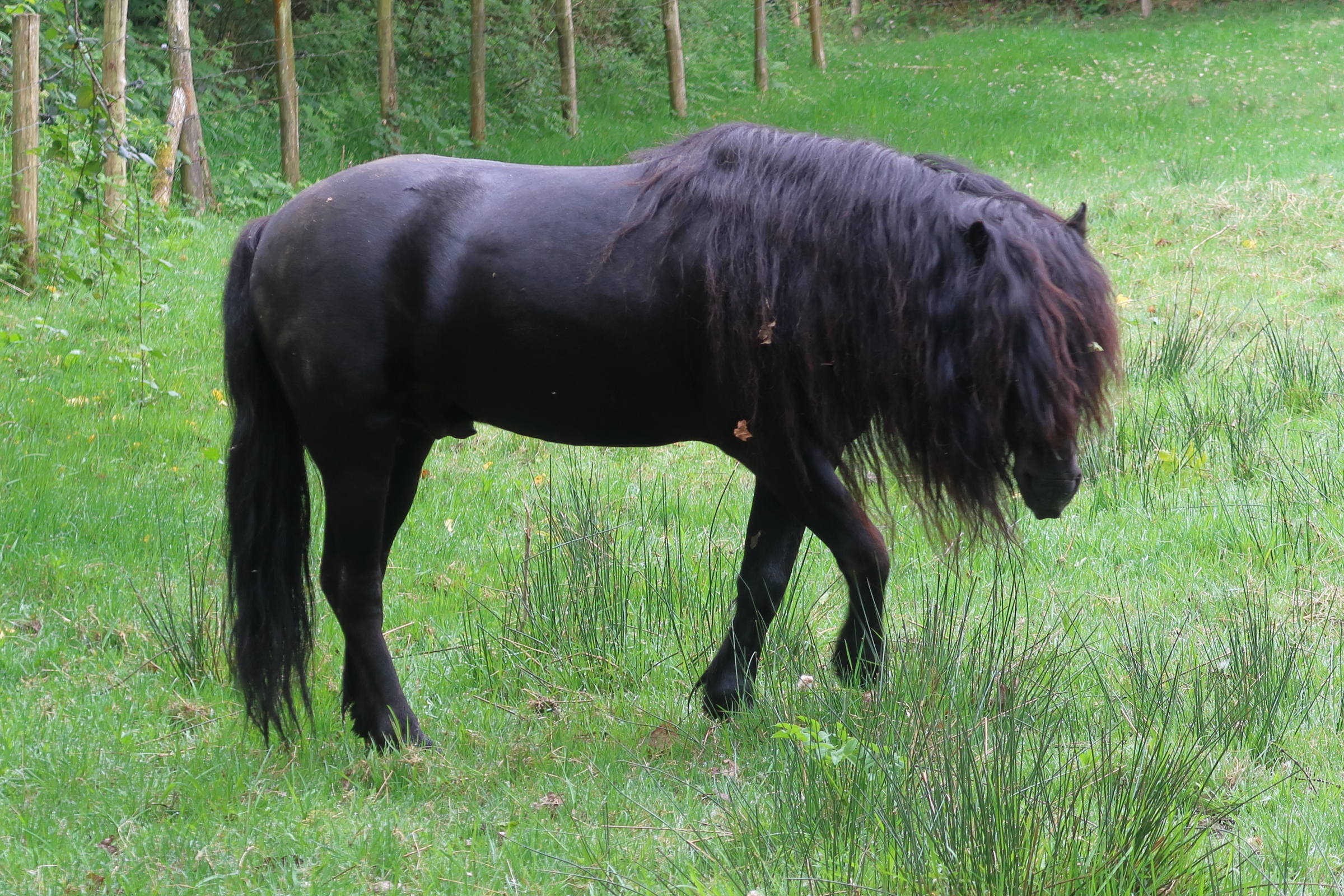 equus_caballus_dartmoor1md