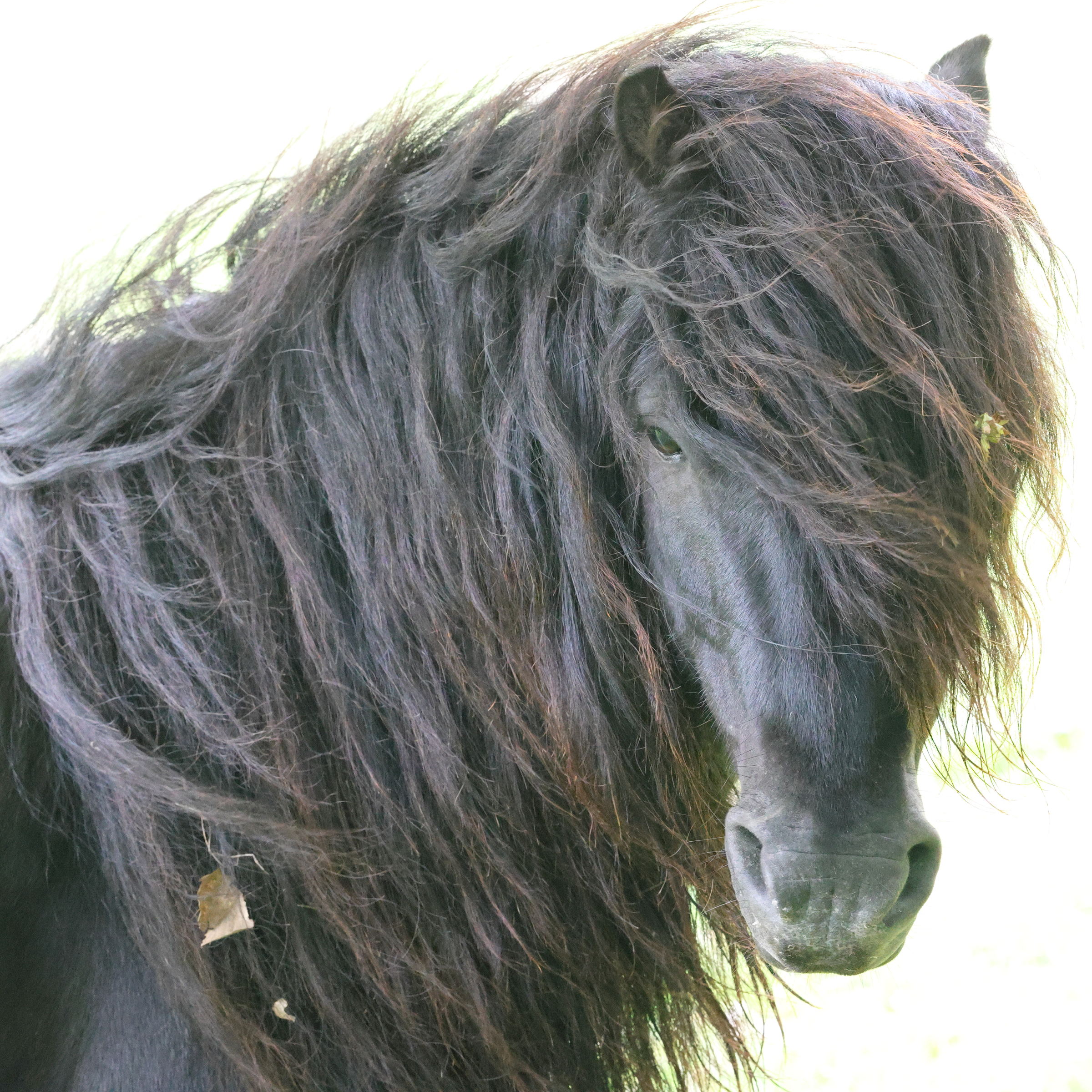 equus_caballus_dartmoor2md