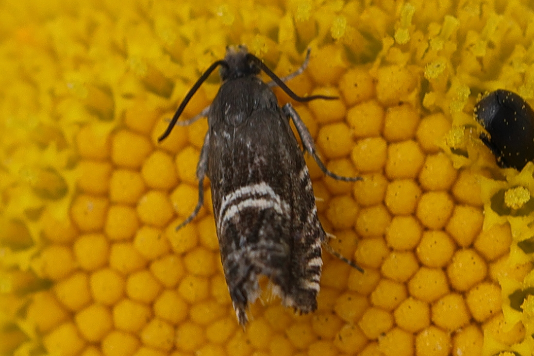 grapholita_internana1md