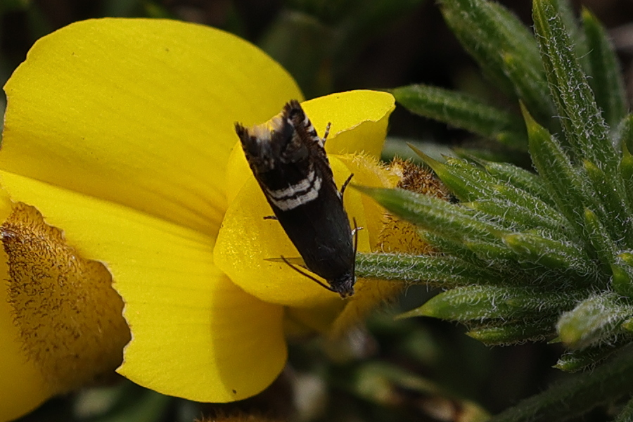 grapholita_internana2md