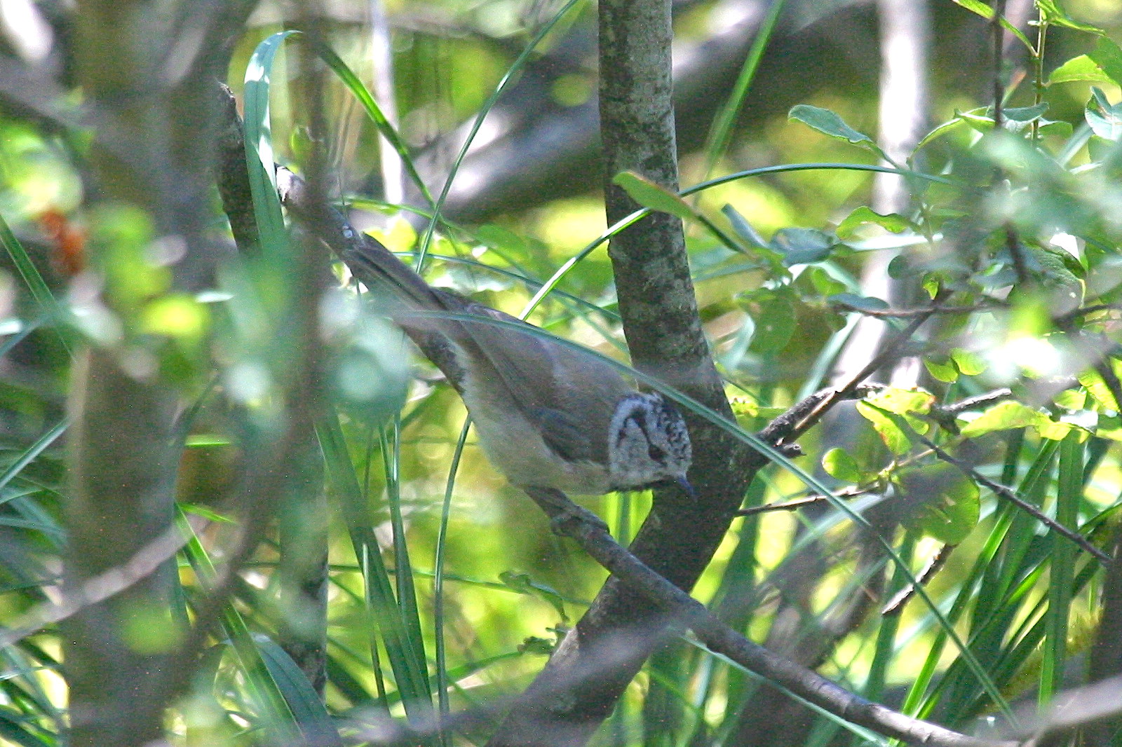 mesange_huppee_-_lophophanes_cristatus1bd