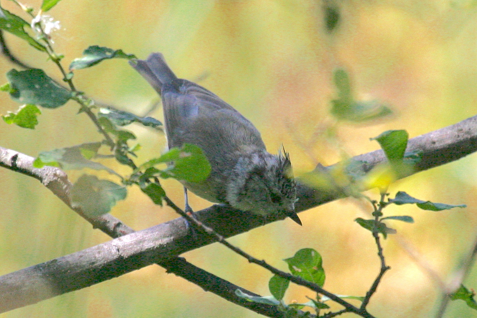 mesange_huppee_-_lophophanes_cristatus2bd