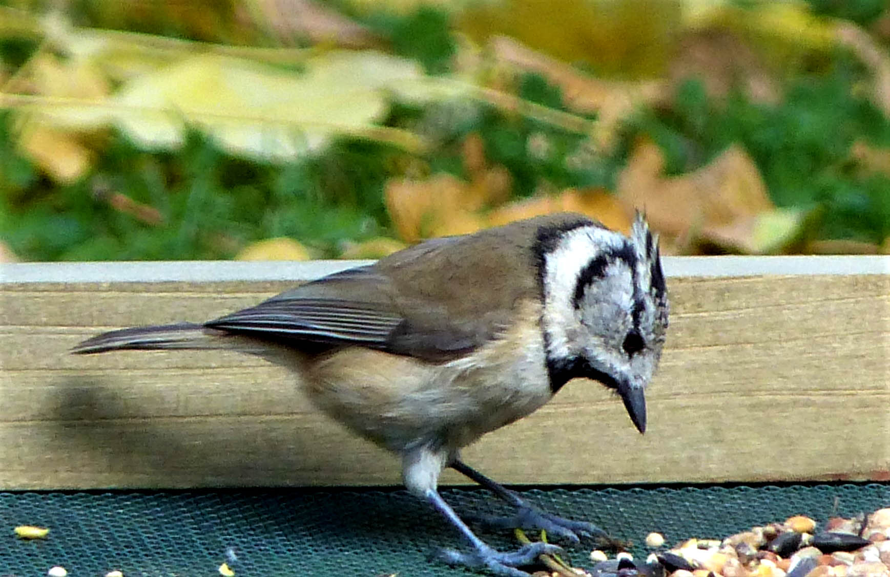 mesange_huppee_-_lophophanes_cristatus4eh