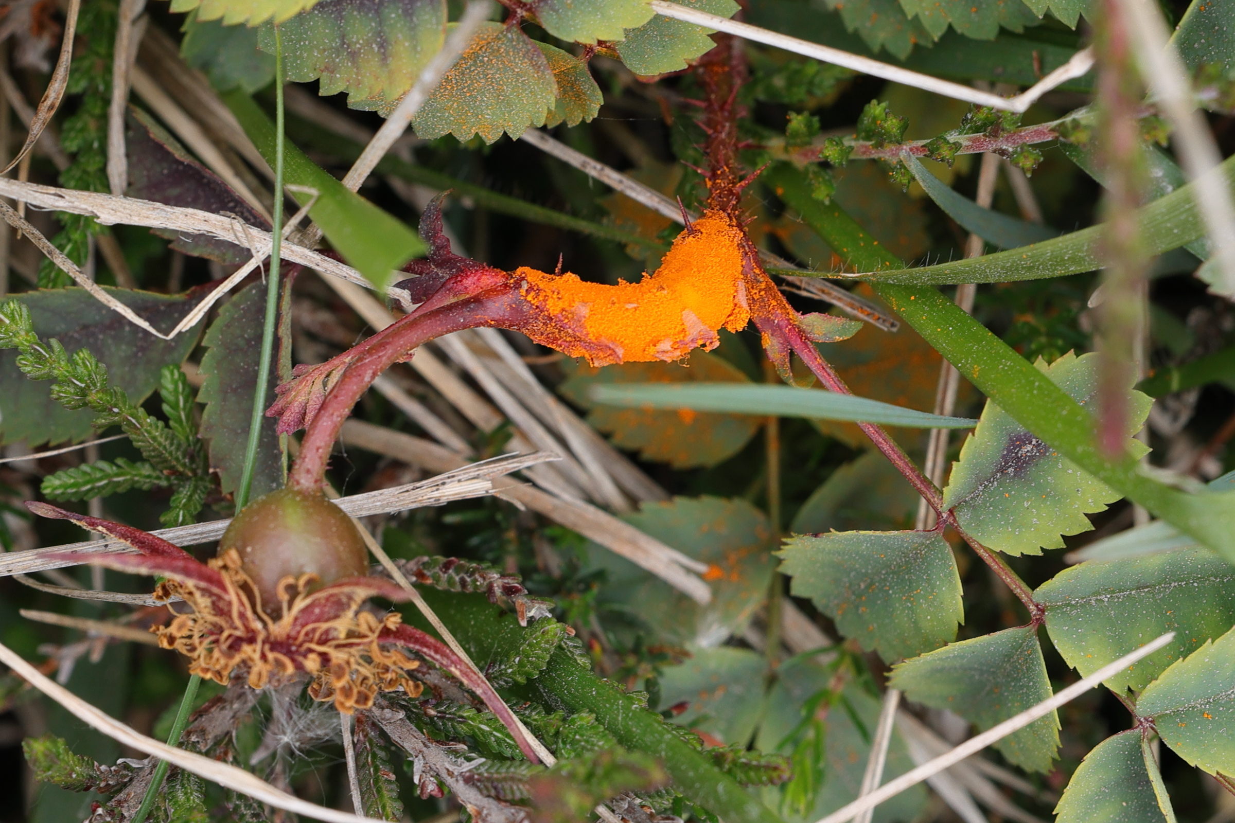 Afficher le média phragmidium_mucronatum1md phragmidium_mucronatum1md