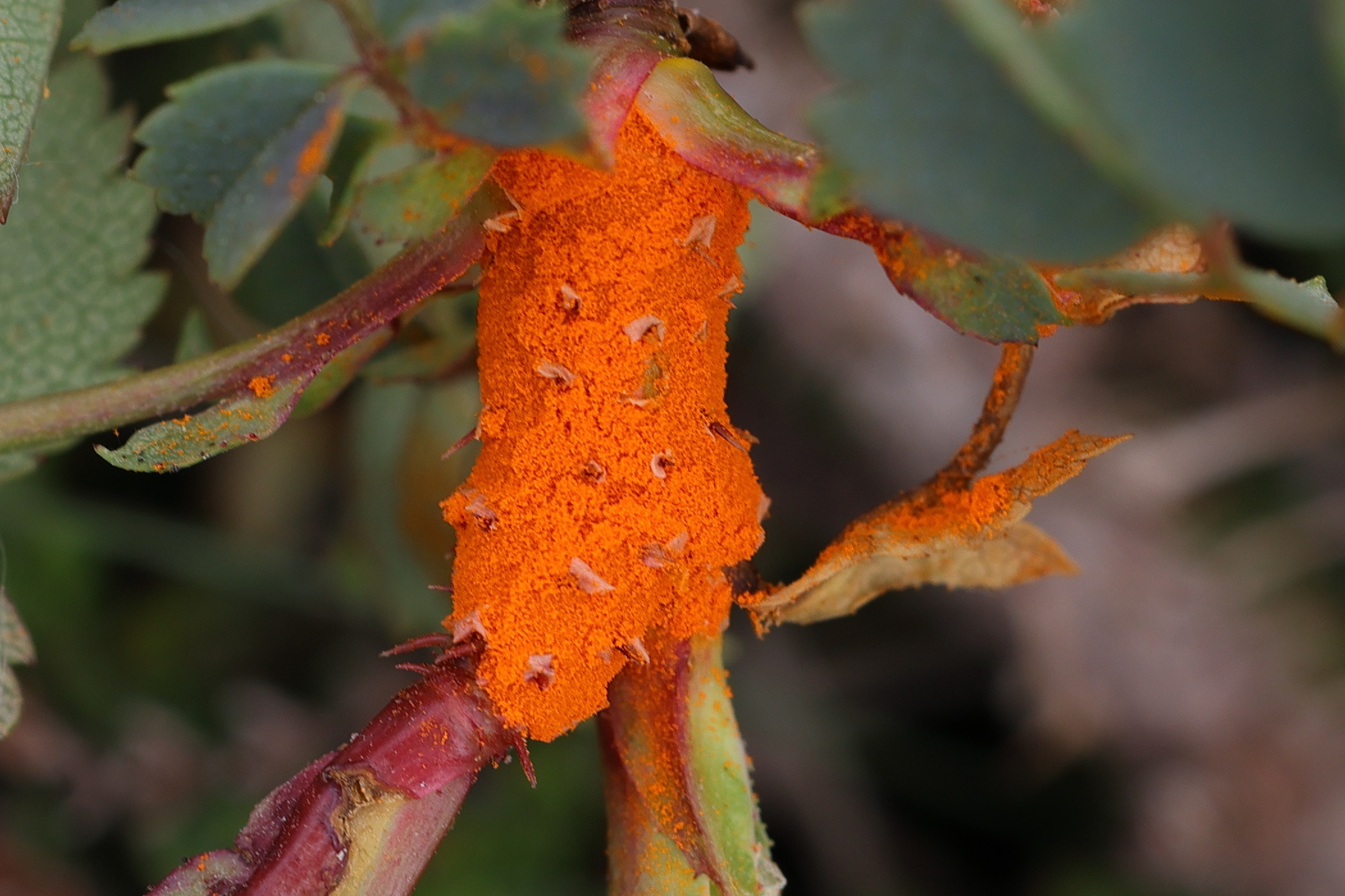 Afficher le média phragmidium_mucronatum2md phragmidium_mucronatum2md