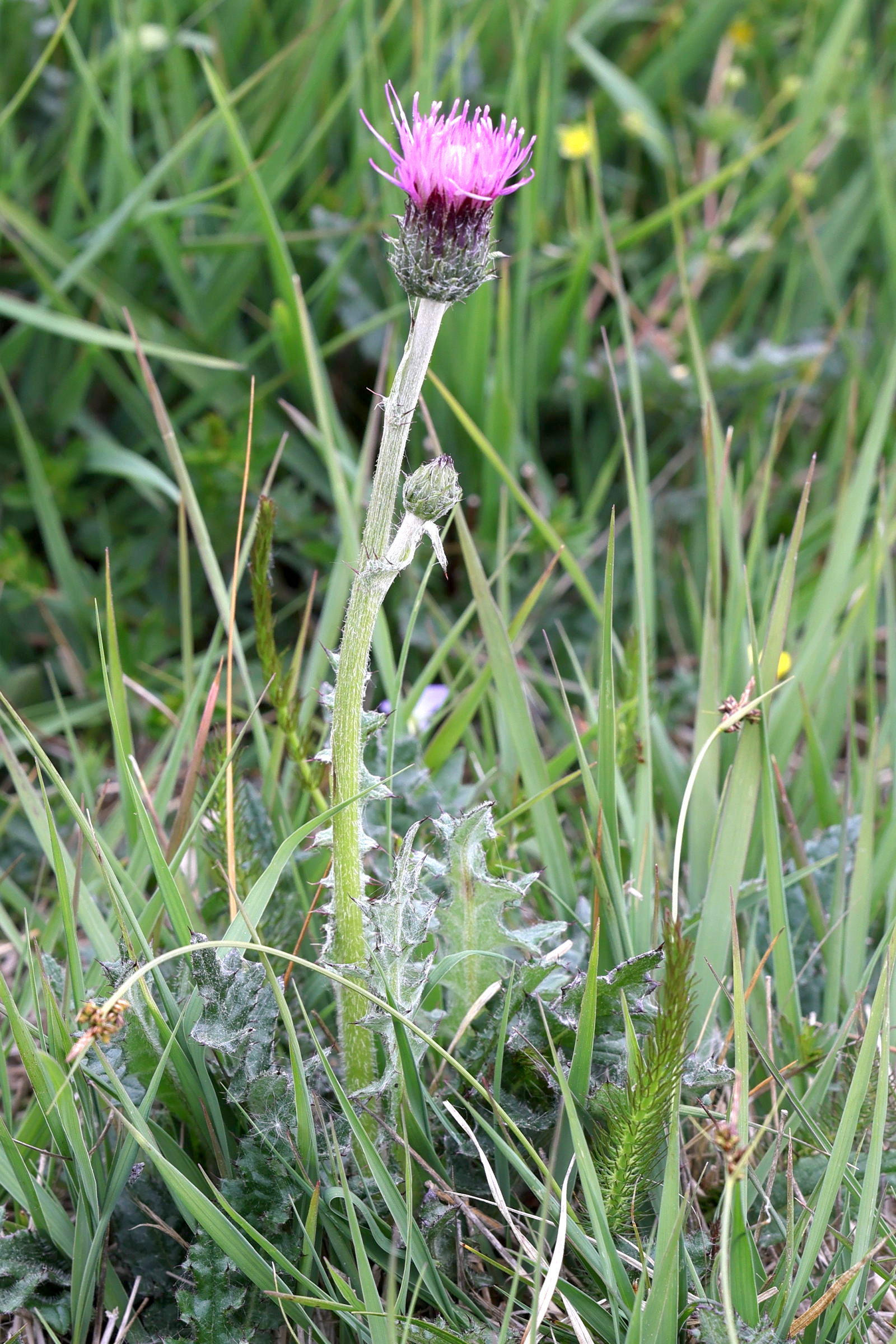 Afficher le média cirsium_dissectum3md cirsium_dissectum3md