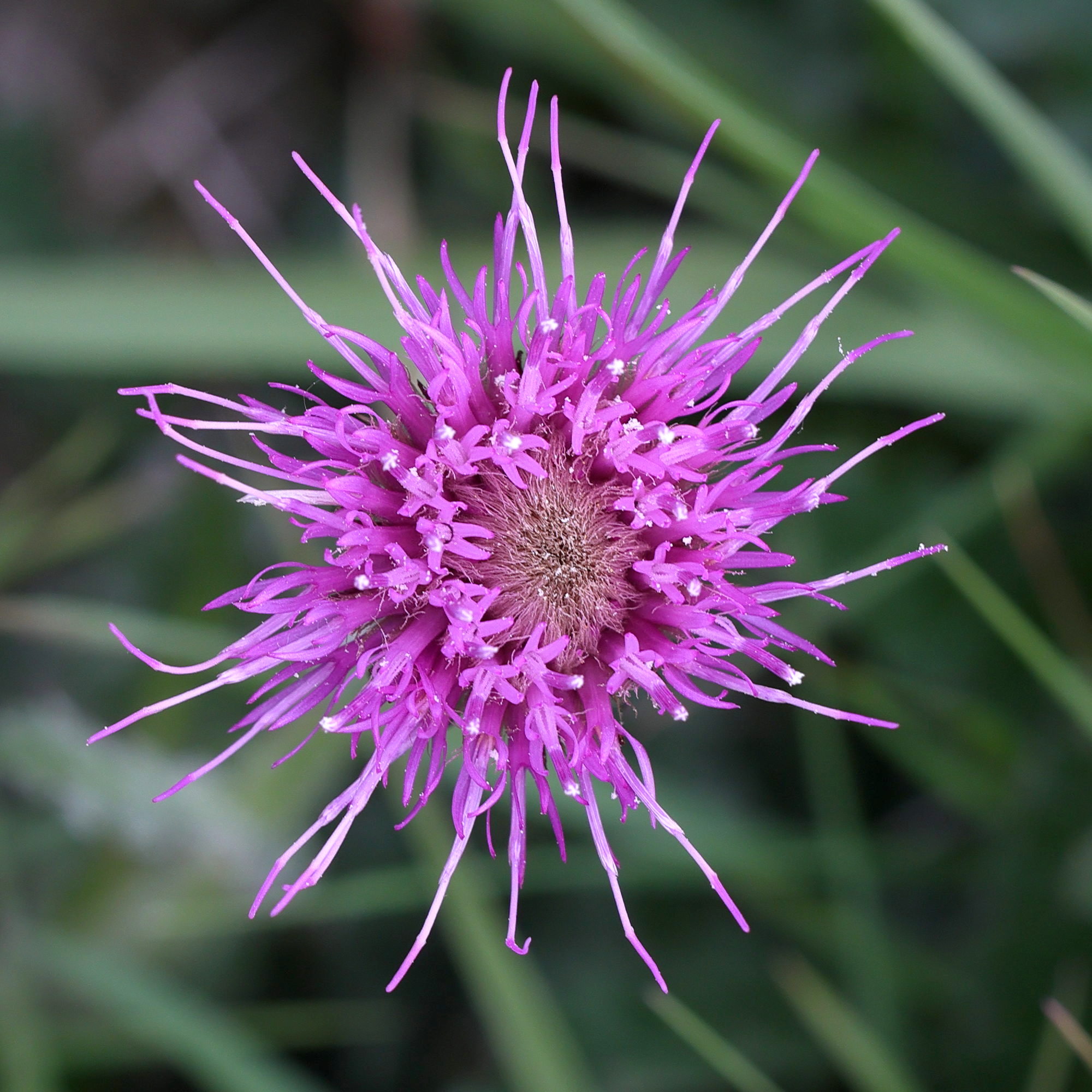 Afficher le média cirsium_dissectum4md cirsium_dissectum4md