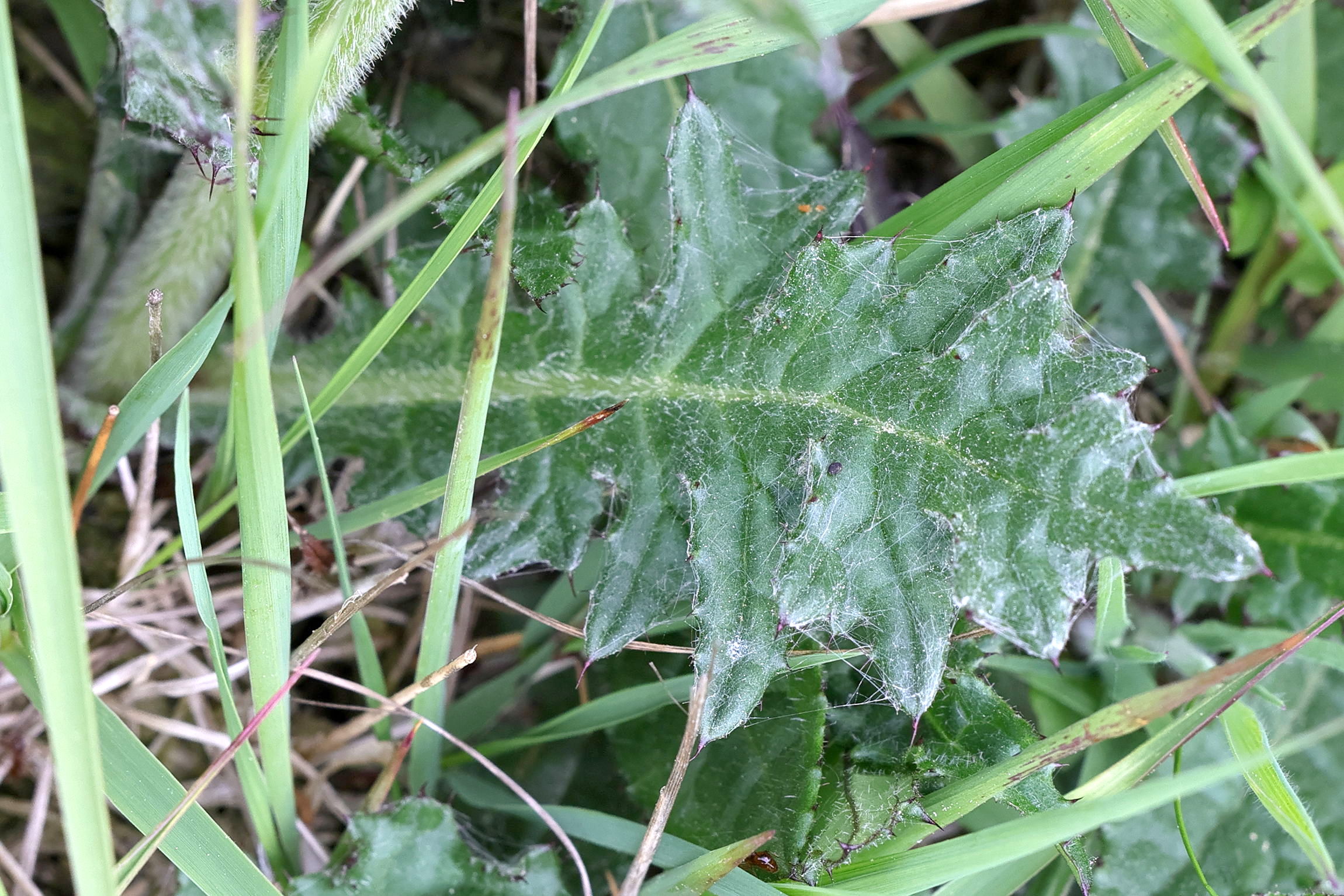 Afficher le média cirsium_dissectum5md cirsium_dissectum5md