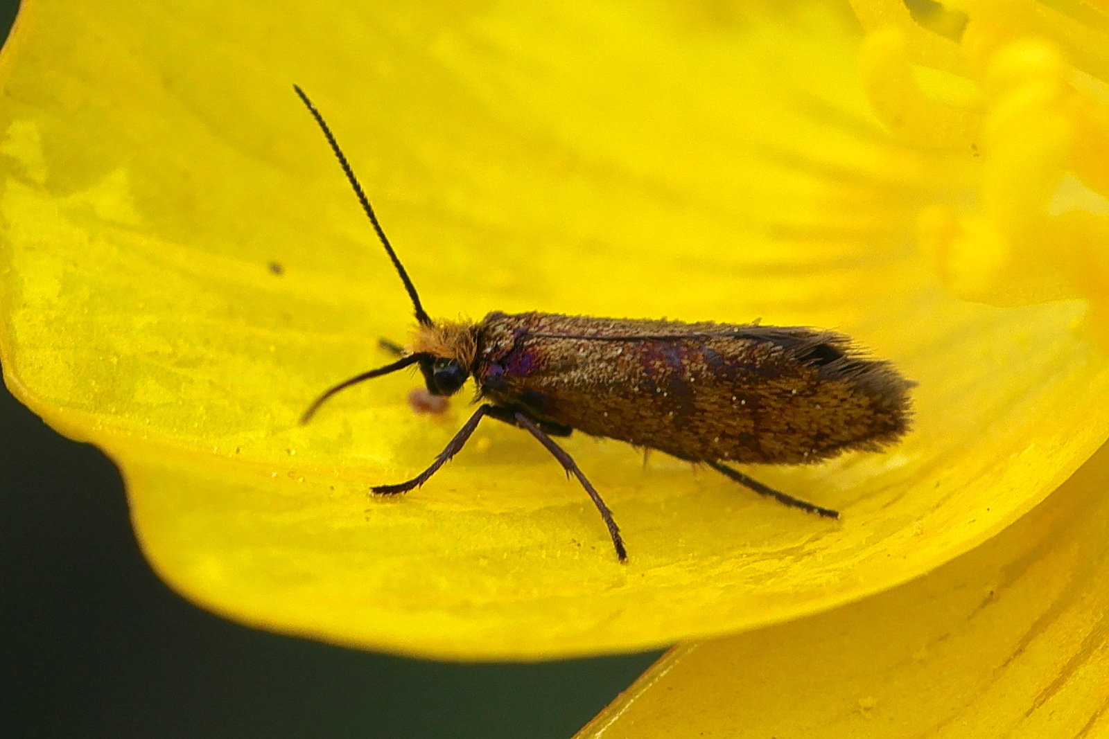 micropterix_calthella7md