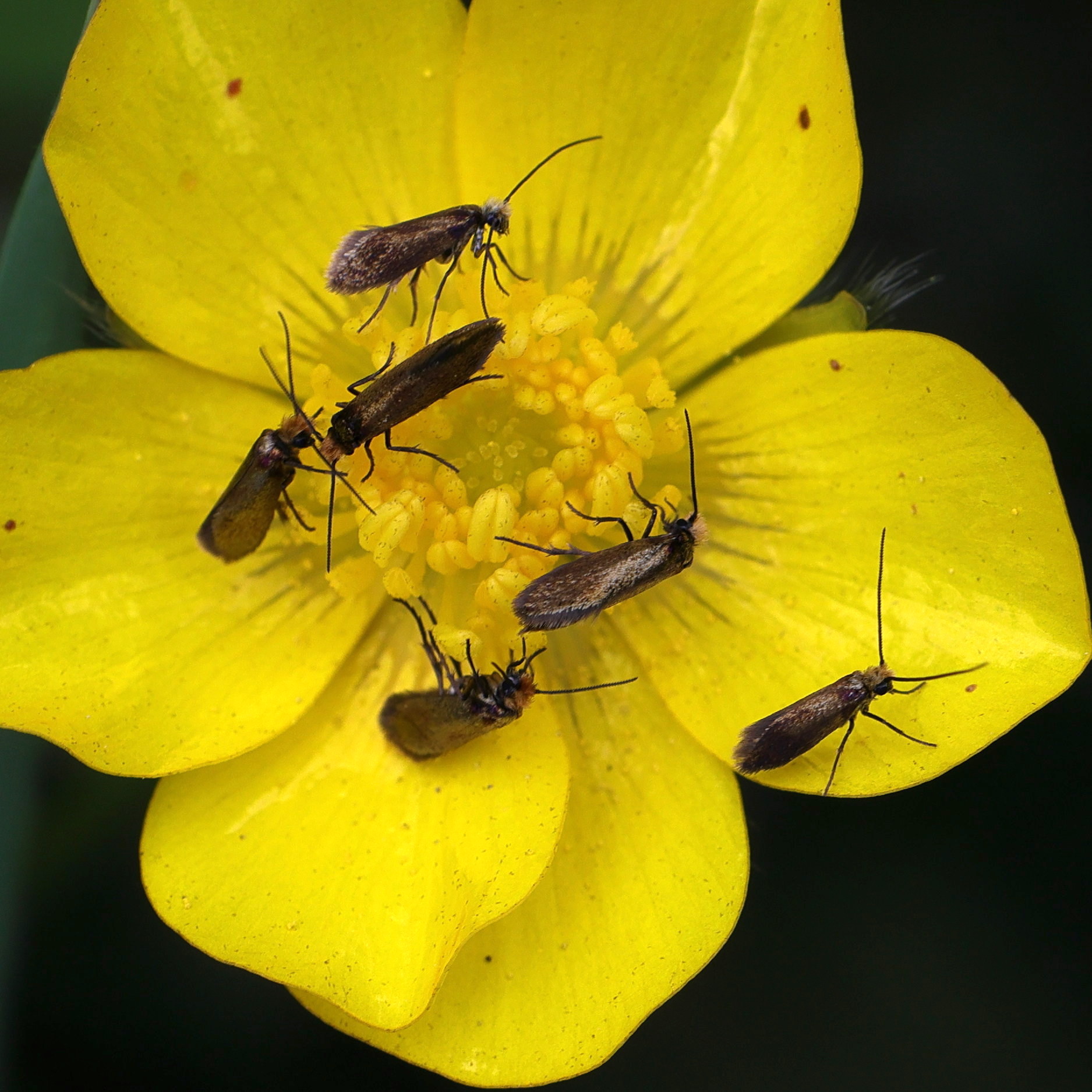 micropterix_calthella8md
