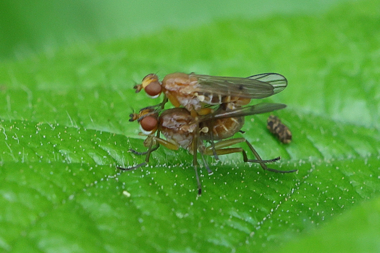 tetanocera_ferruginea1md