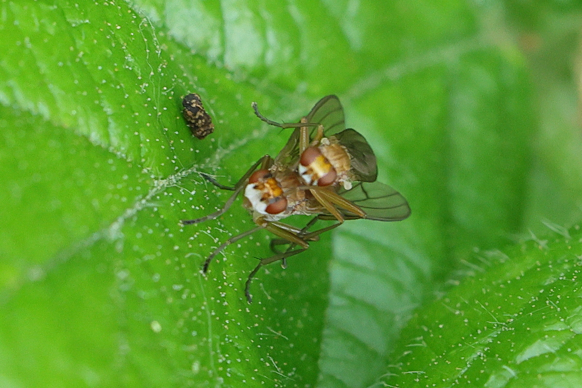 tetanocera_ferruginea2md